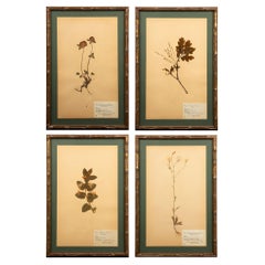Gilt Framed Herbier Botanical Specimens from the early 20th Century