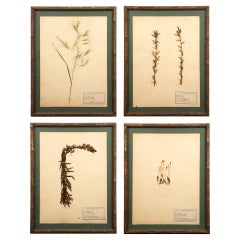 Vergoldete gerahmte botanische Herbier-Exemplare aus dem frühen 20. Jahrhundert