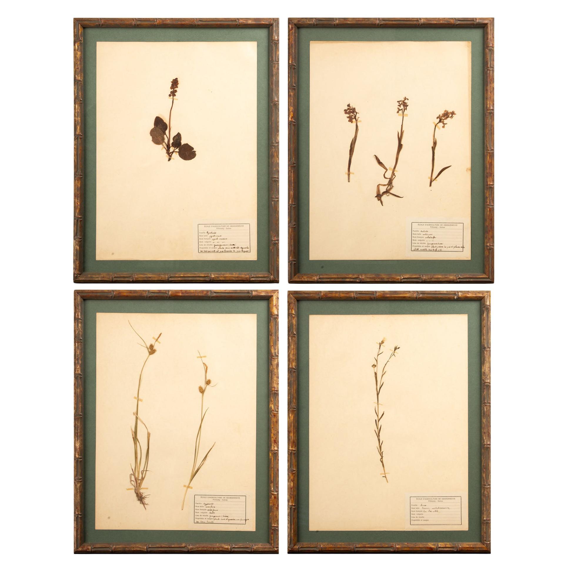 Gilt Framed Herbier Botanical Specimens from the early 20th Century