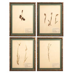 Gilt Framed Herbier Botanical Specimens from the early 20th Century