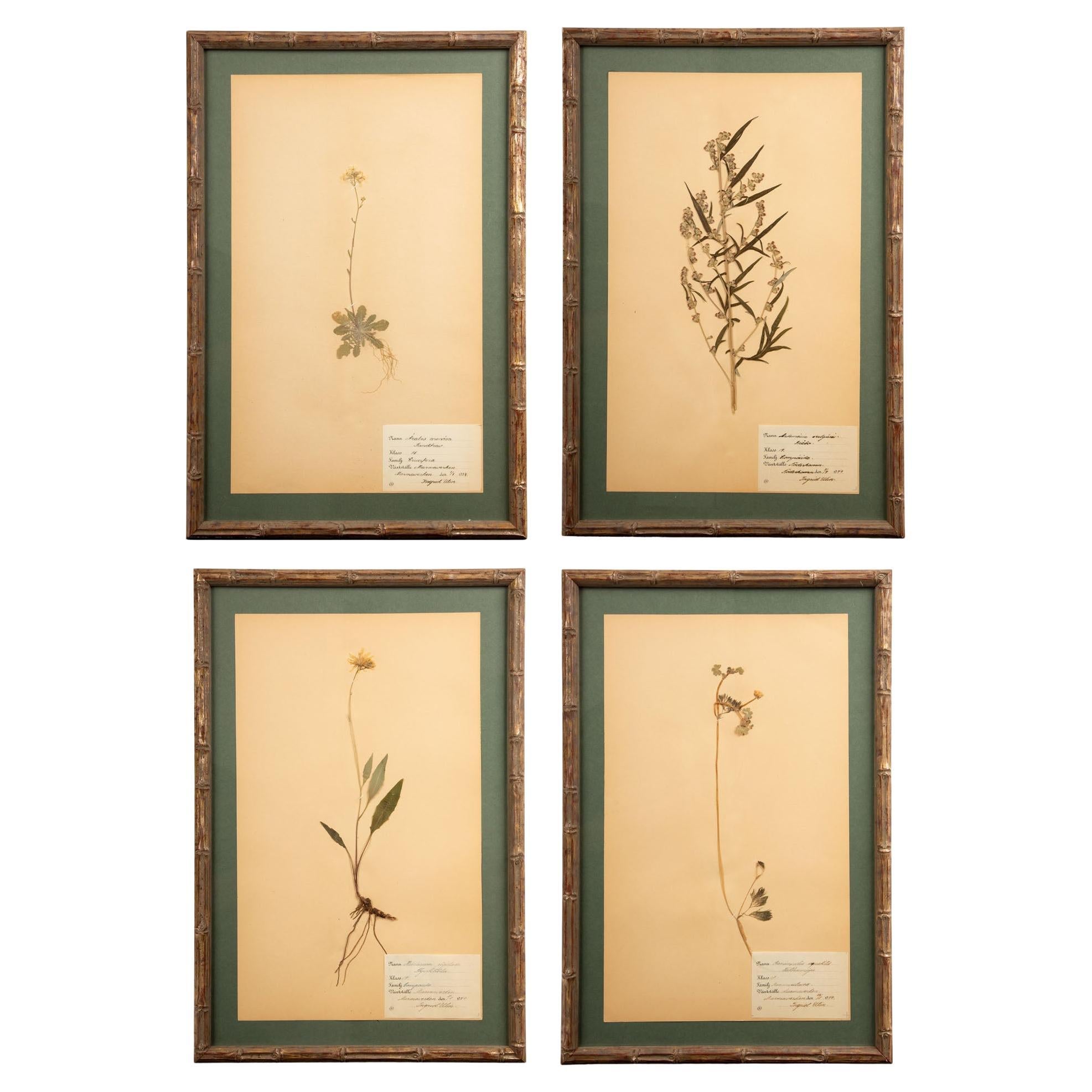 Gilt Framed Herbier Botanical Specimens from the early 20th Century