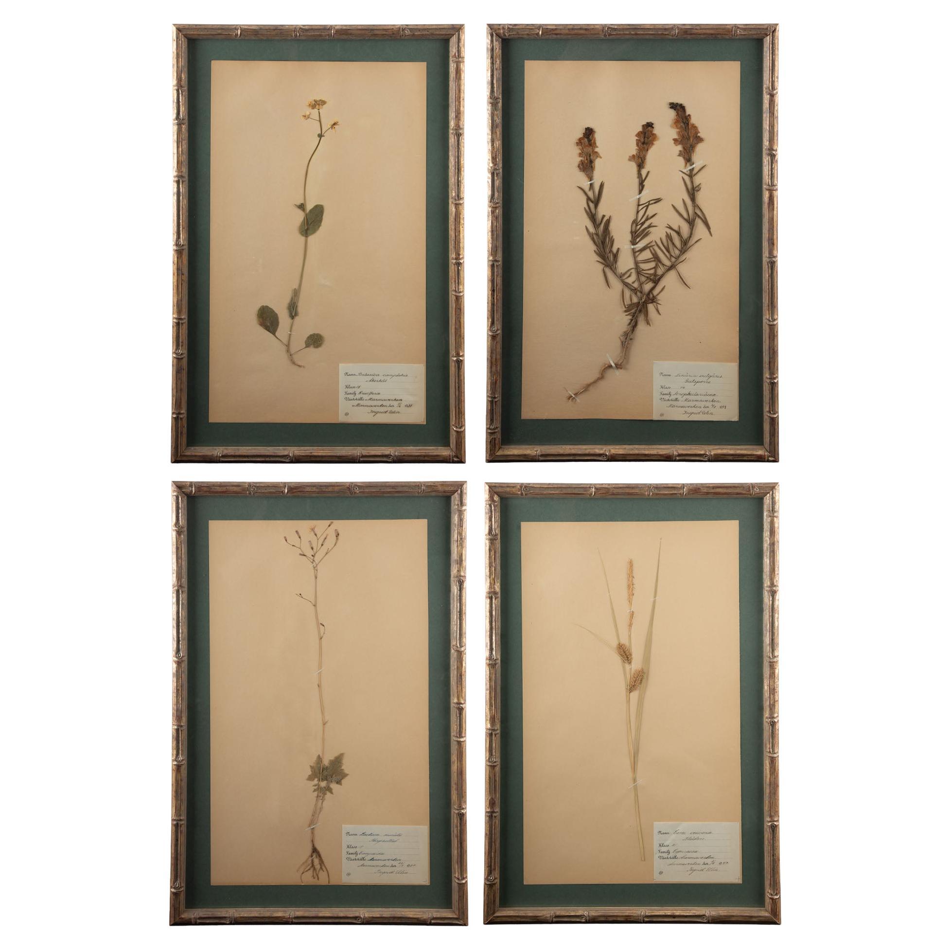 Gilt Framed Herbier Botanical Specimens from the early 20th Century