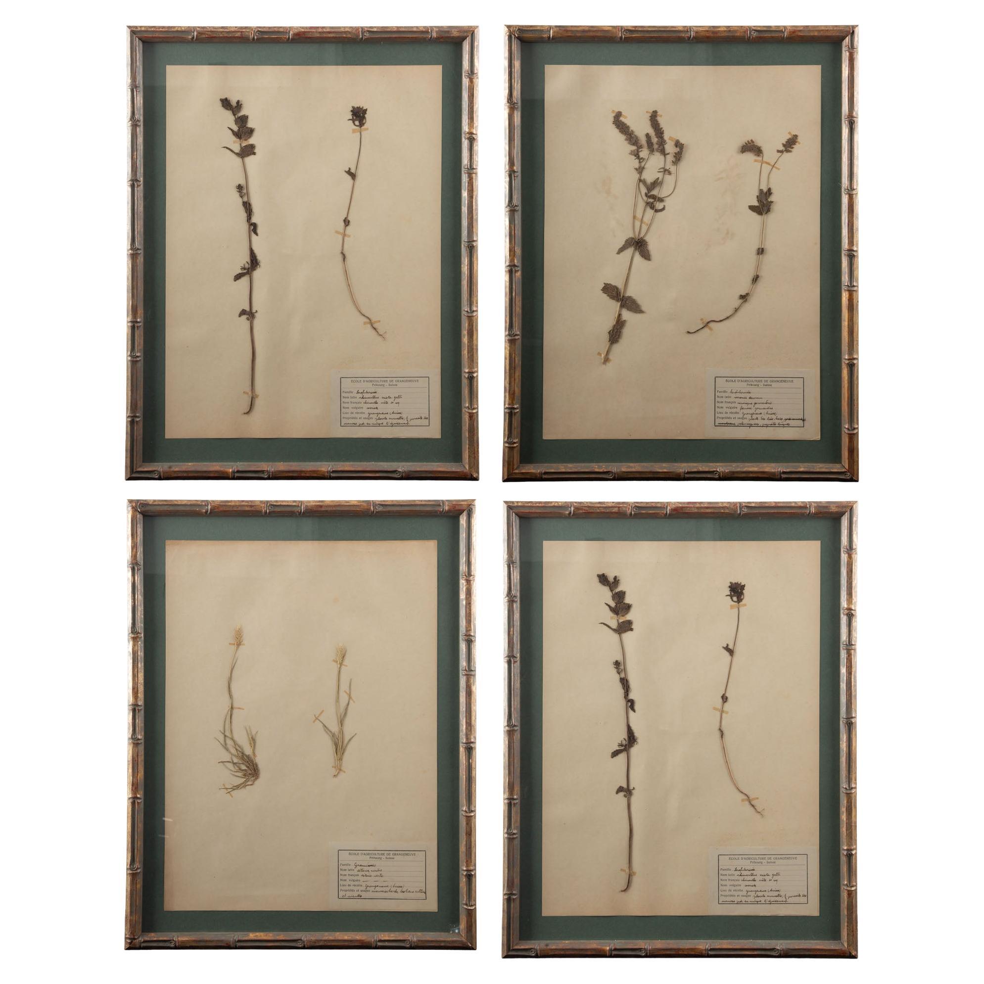 Gilt Framed Herbier Botanical Specimens from the early 20th Century