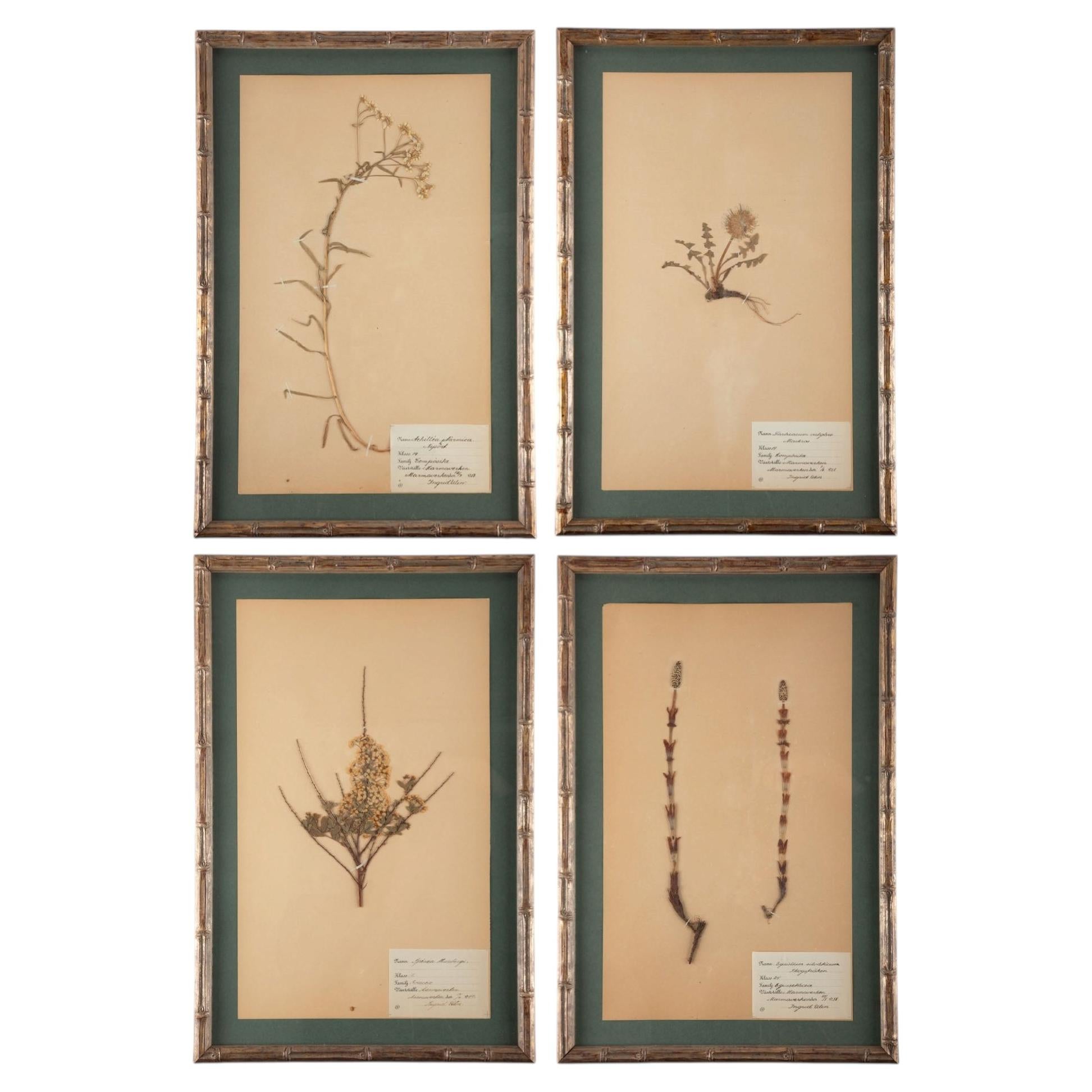Gilt Framed Herbier Botanical Specimens from the early 20th Century