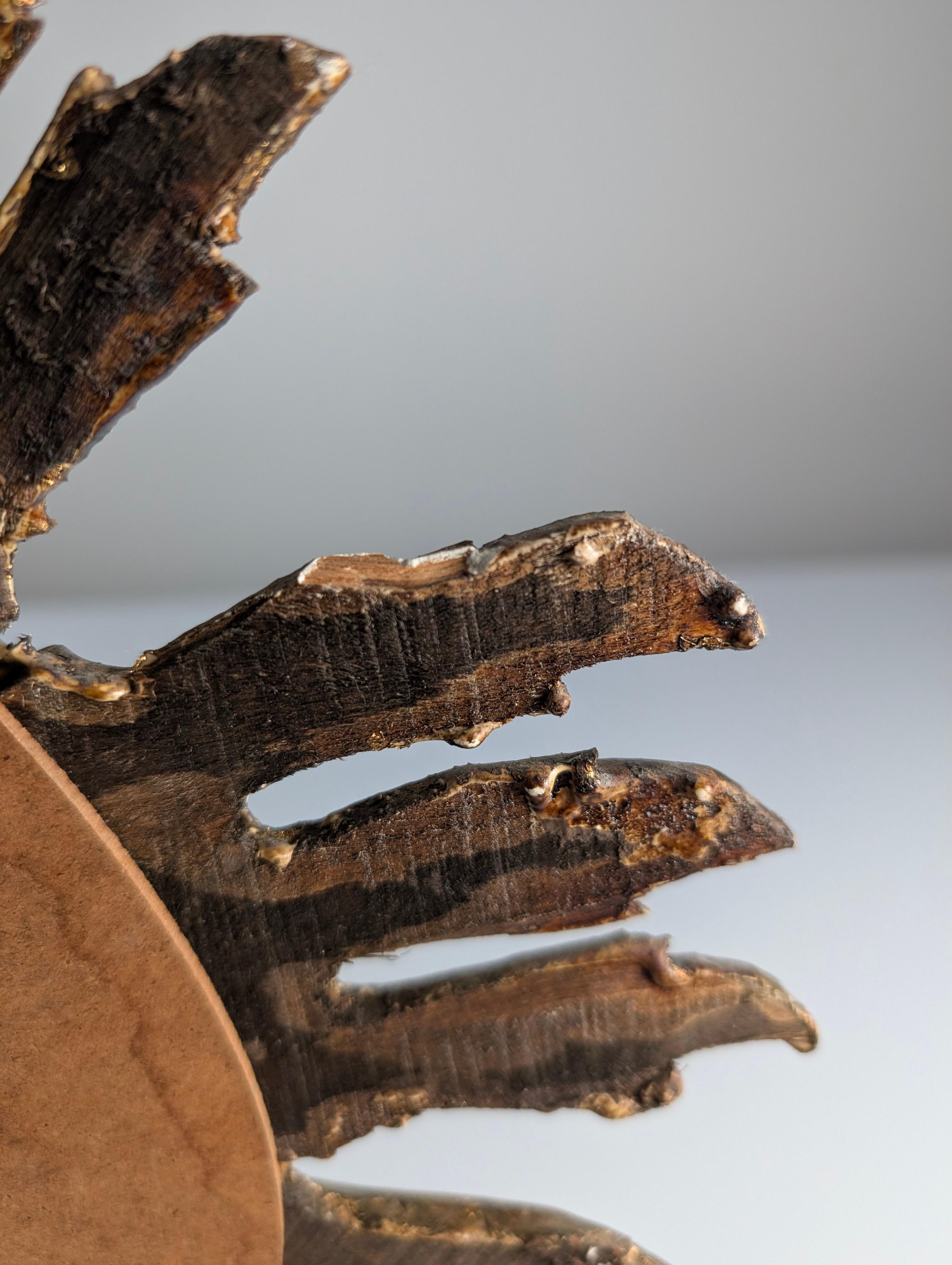 Spiegel aus Giltwood mit Sonnenschliff, 1960er Jahre (Mitte des 20. Jahrhunderts) im Angebot