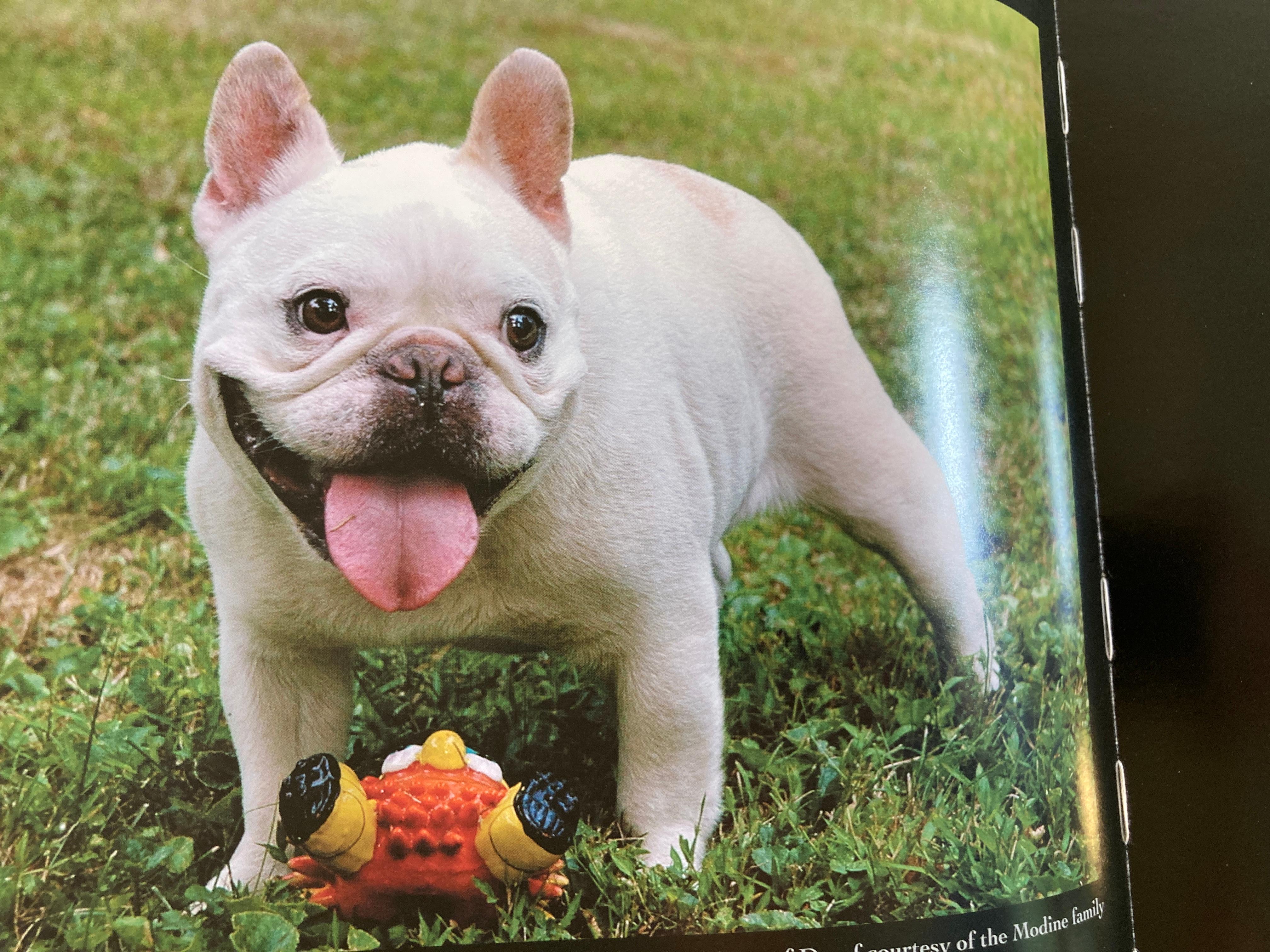 Gimme Shelter Celebrities & Their Pets by Suzanne Allison In Good Condition In North Hollywood, CA