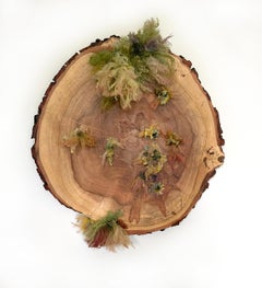 SERIE UNNATURAL DECAY, Scultura da parete in legno: 'Silver Maple No. 1'.