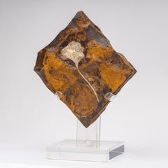 Ginkgo Biloba Fossil Leaf, 270 Years Old Mounted on a Custom Acrylic Stand