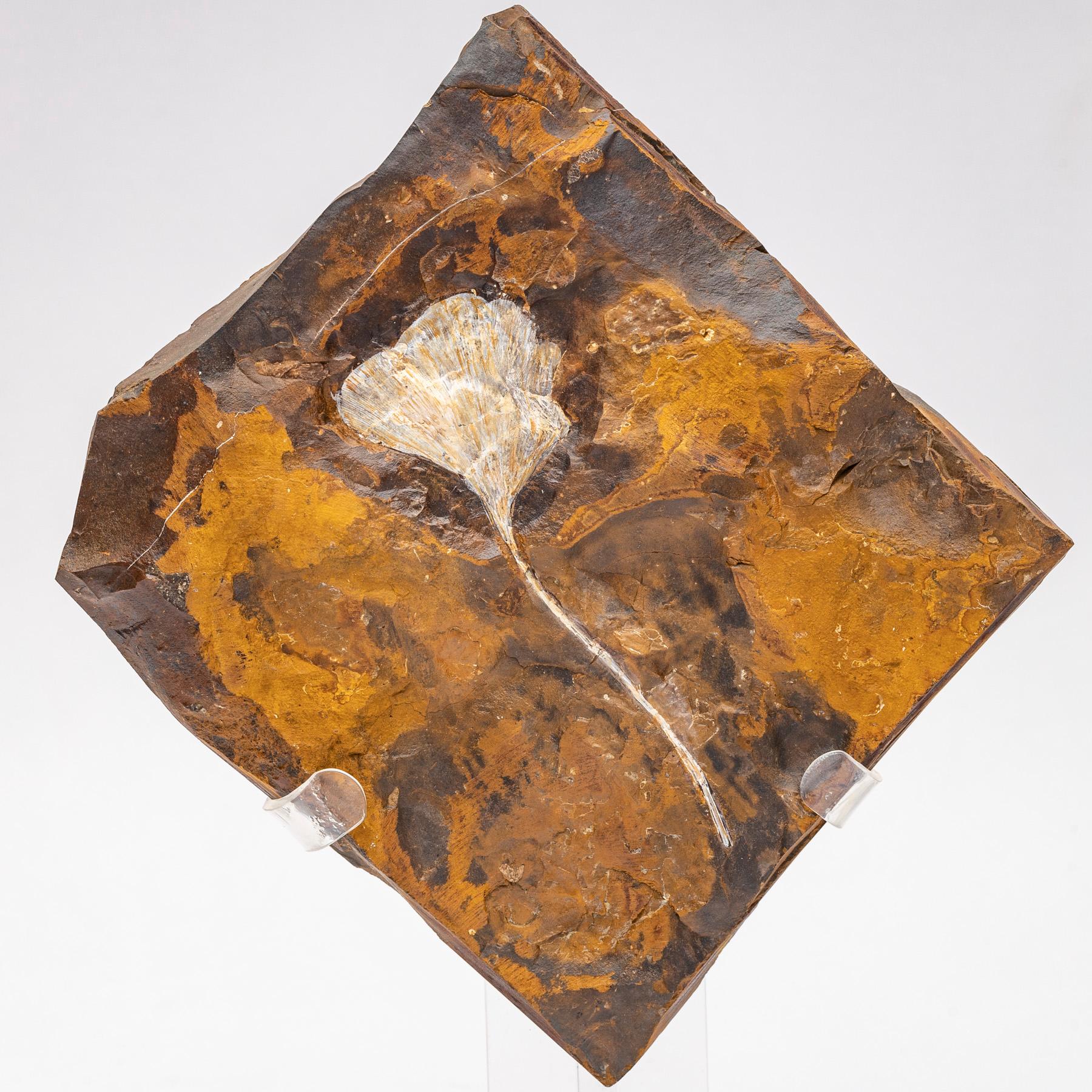 Organic Modern Ginkgo Biloba Fossil Leaf, 270 Years Old Mounted on a Custom Acrylic Stand