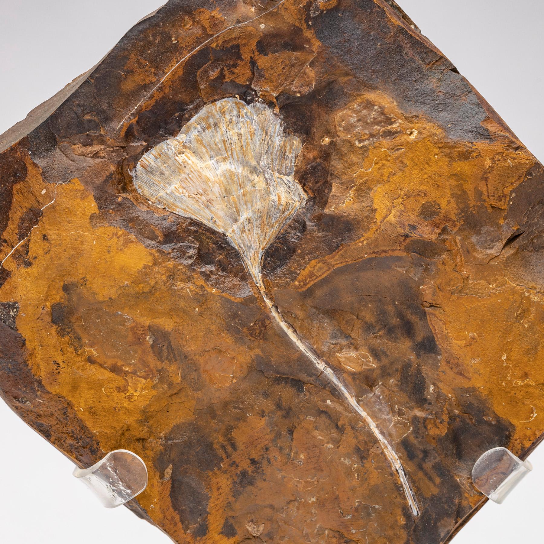 Mexican Ginkgo Biloba Fossil Leaf, 270 Years Old Mounted on a Custom Acrylic Stand