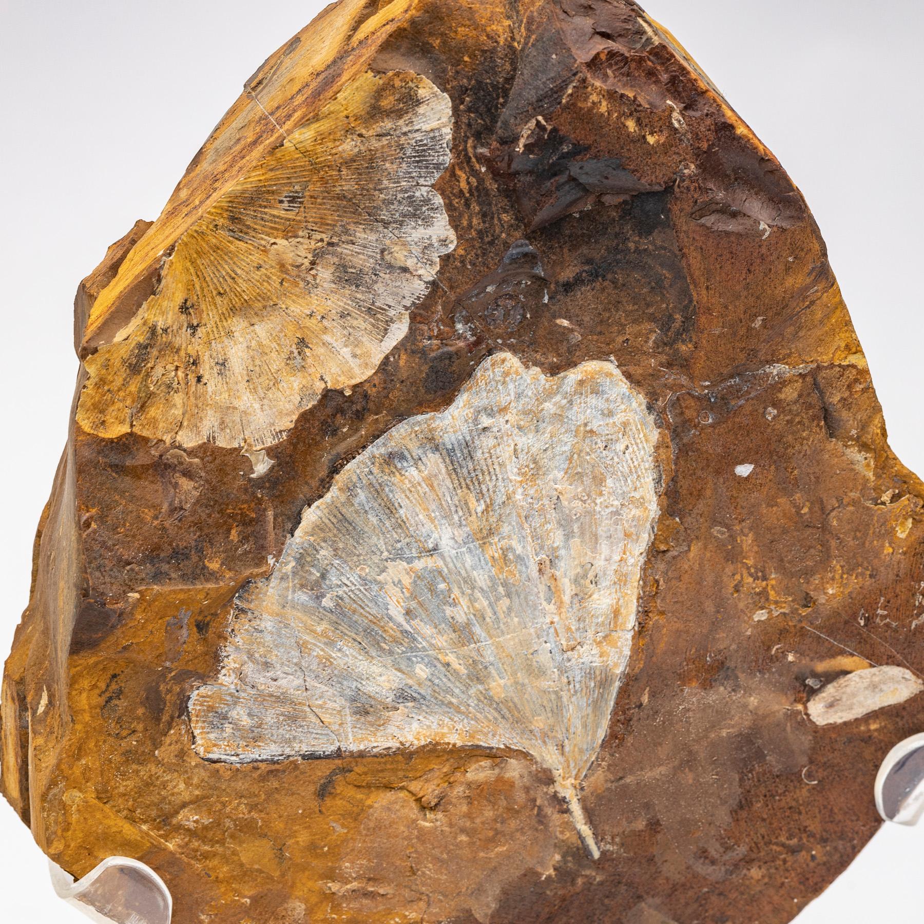 Mexican Ginkgo Biloba Fossil Leaf, 270 Years Old Mounted on a Custom Acrylic Stand