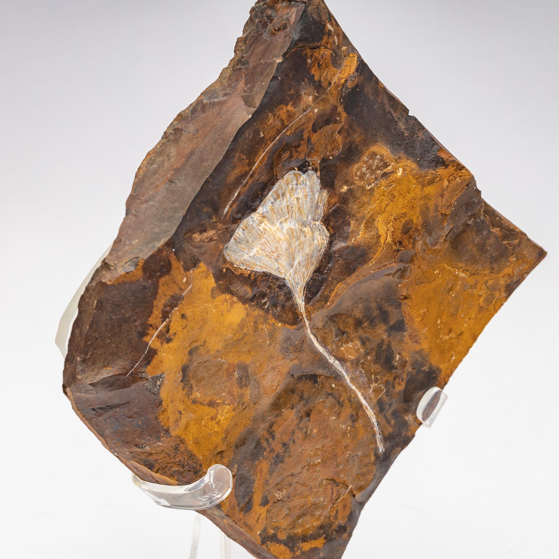 Contemporary Ginkgo Biloba Fossil Leaf, 270 Years Old Mounted on a Custom Acrylic Stand
