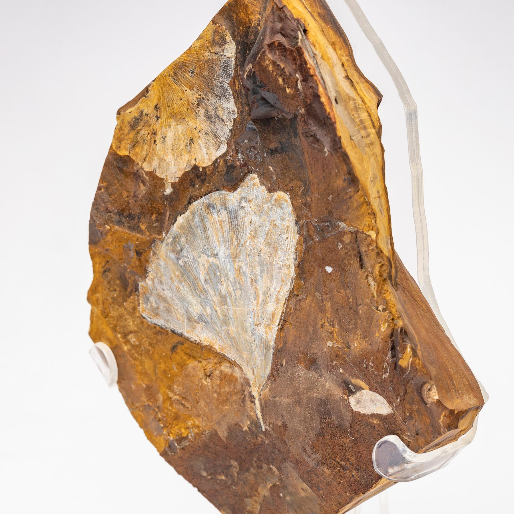 Contemporary Ginkgo Biloba Fossil Leaf, 270 Years Old Mounted on a Custom Acrylic Stand