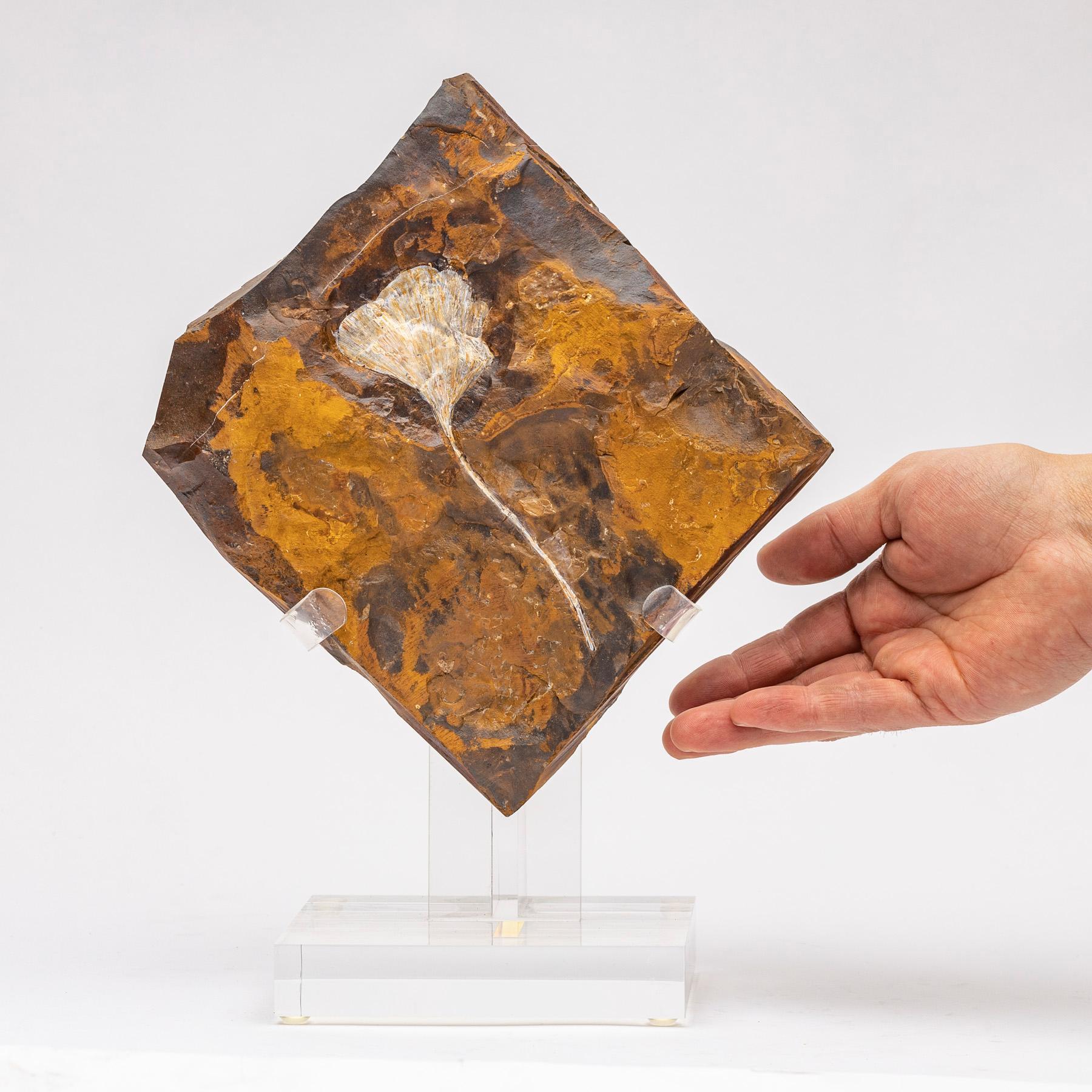 Ginkgo Biloba Fossil Leaf, 270 Years Old Mounted on a Custom Acrylic Stand 1