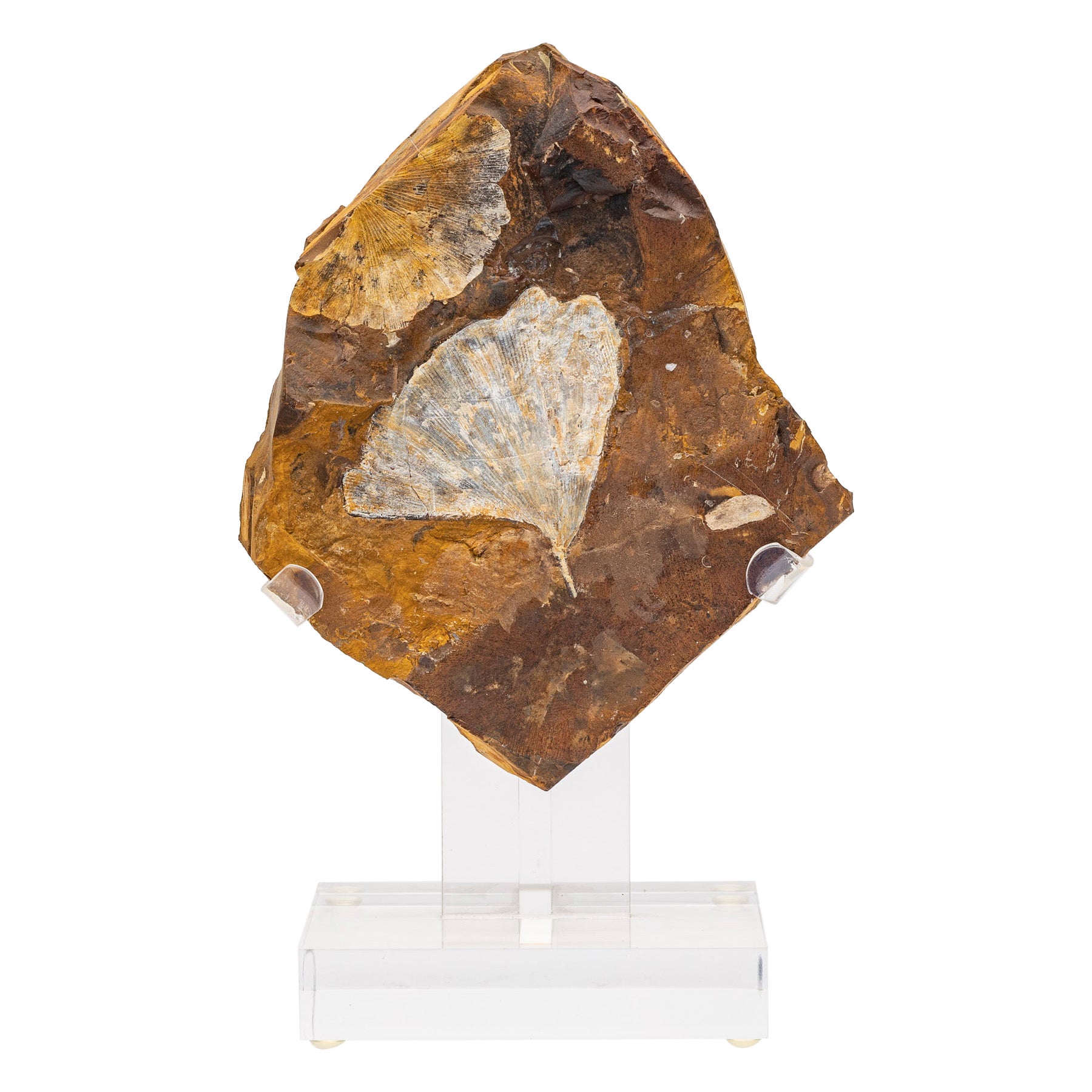 Ginkgo Biloba Fossil Leaf, 270 Years Old Mounted on a Custom Acrylic Stand