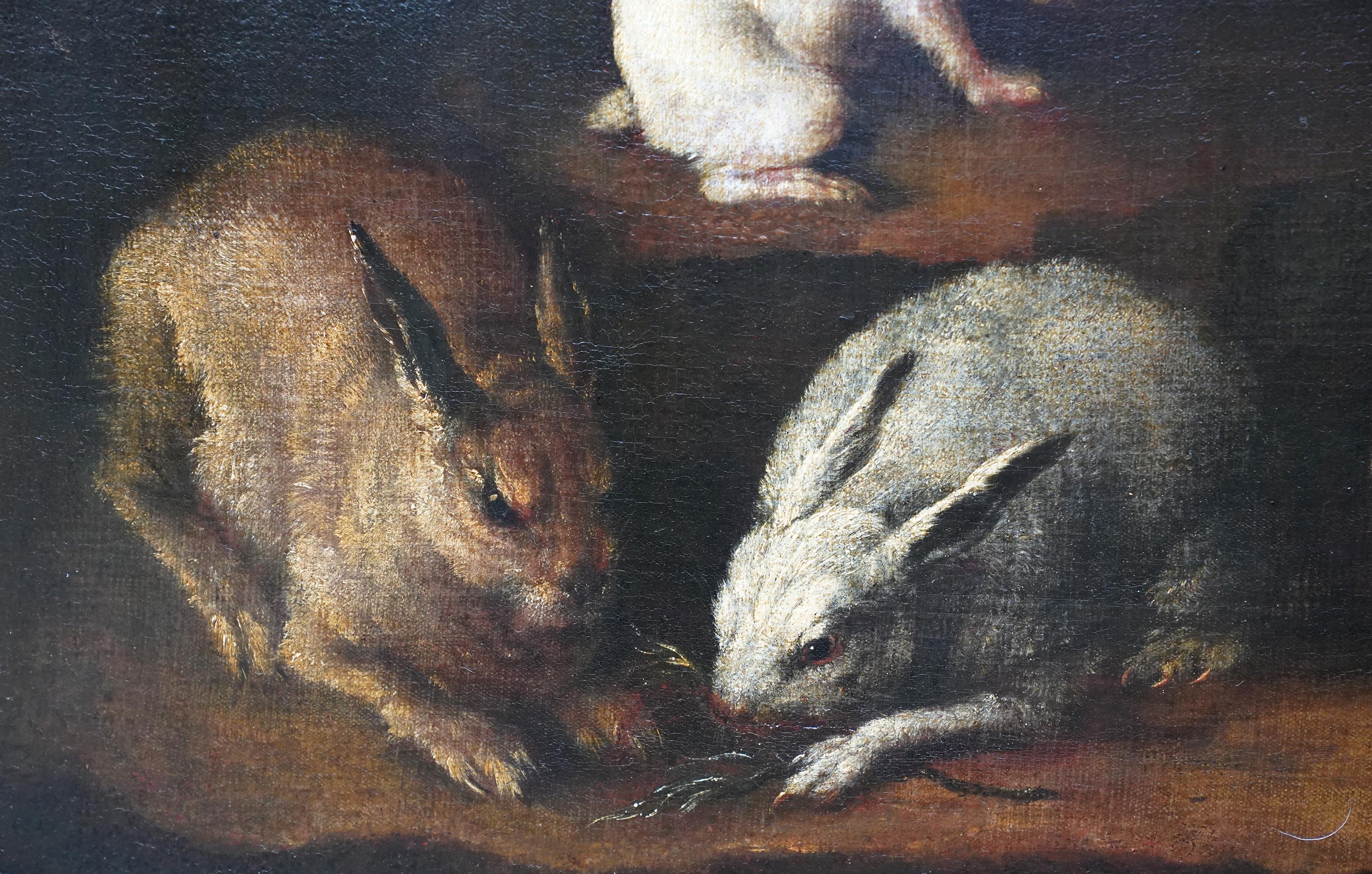 Rabbits Dove and Guinea Pig in an Interior - Italian Old master art oil painting - Painting by Giovanni Agostino Cassana 