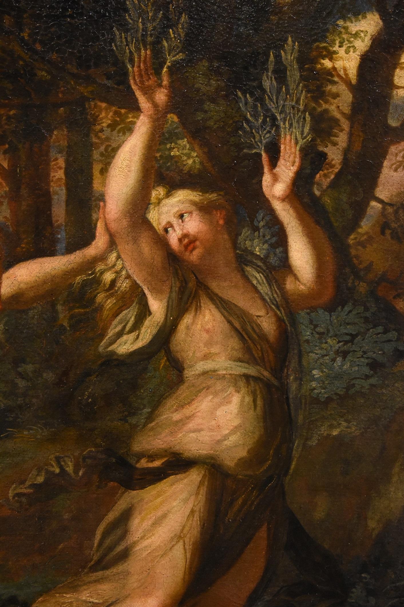 Myth Apollo Daphne Canini Paint Oil on canvas Old master 17th Century Italy For Sale 4