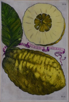 "Limon Lavrae", gravure de citrons du 17ème siècle colorée à la main par G. Ferrari