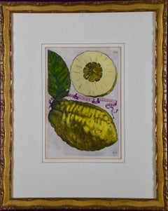 Antique "Limon Lavrae", A Hand-colored 17th Century Engraving of Lemons by G. Ferrari 