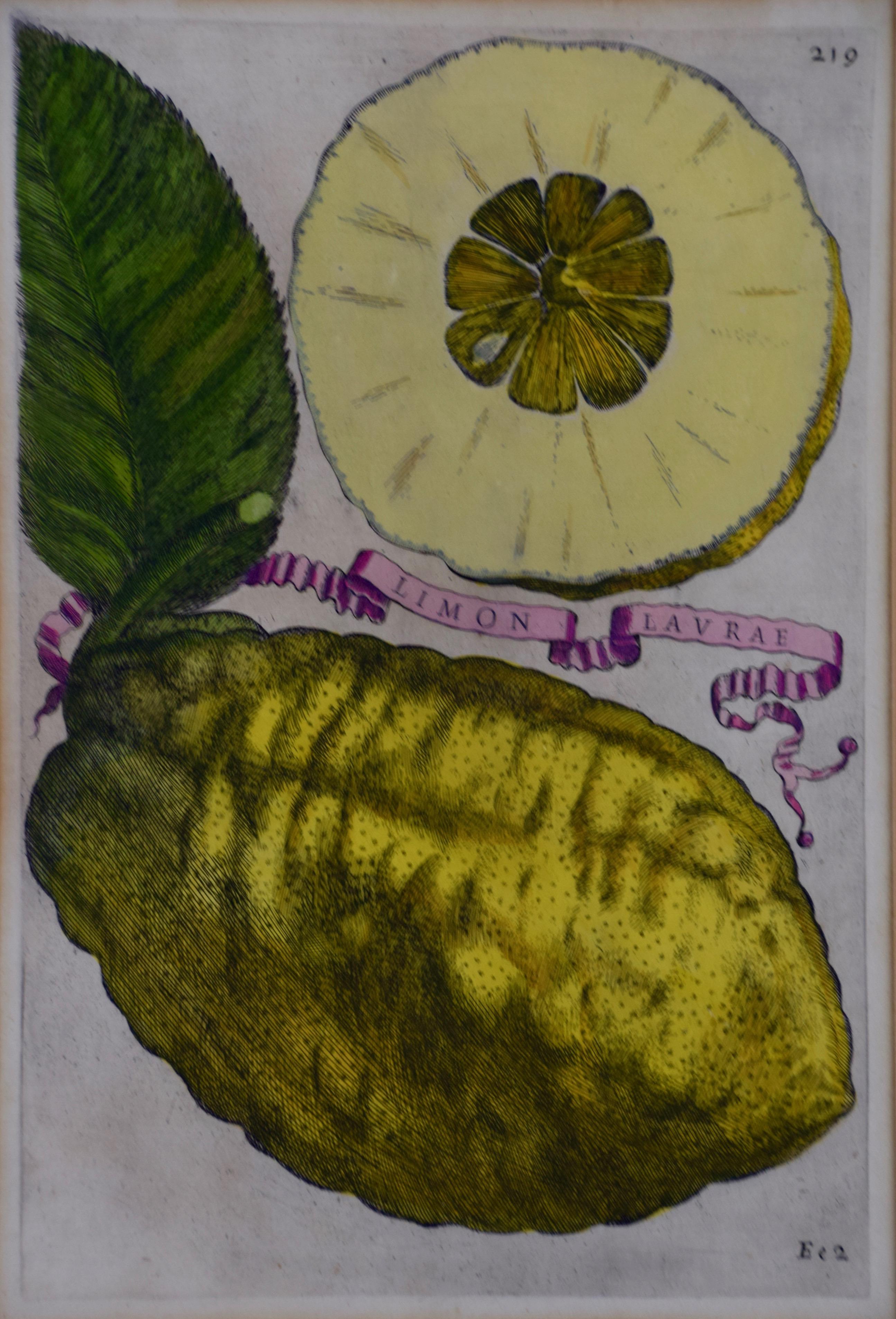 Limón Lavrae: Grabado coloreado a mano de la anatomía del limón del siglo XVII por G. Ferrari - Print de Giovanni Battista Ferrari