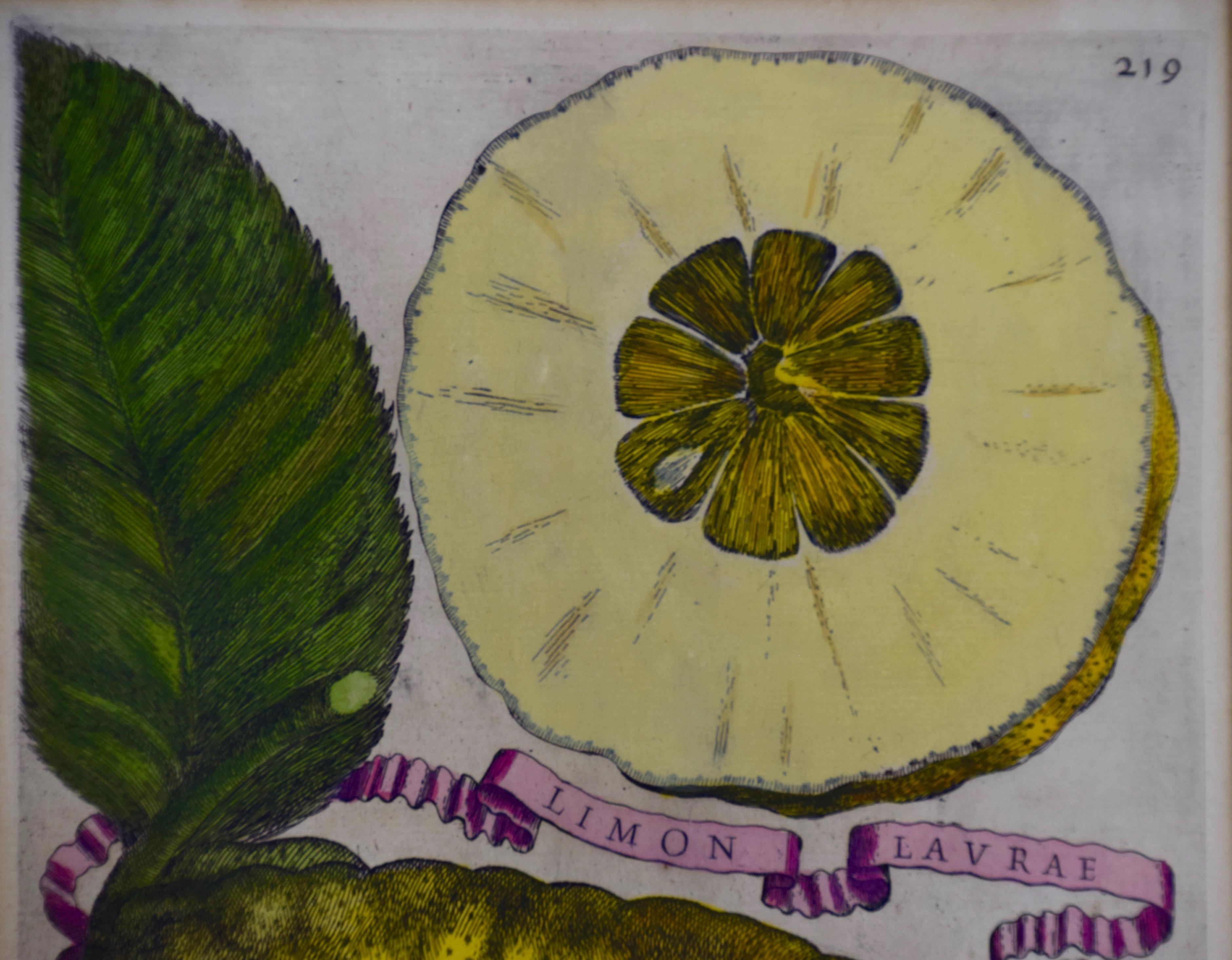 Limón Lavrae: Grabado coloreado a mano de la anatomía del limón del siglo XVII por G. Ferrari - Print Antiguos maestros de Giovanni Battista Ferrari