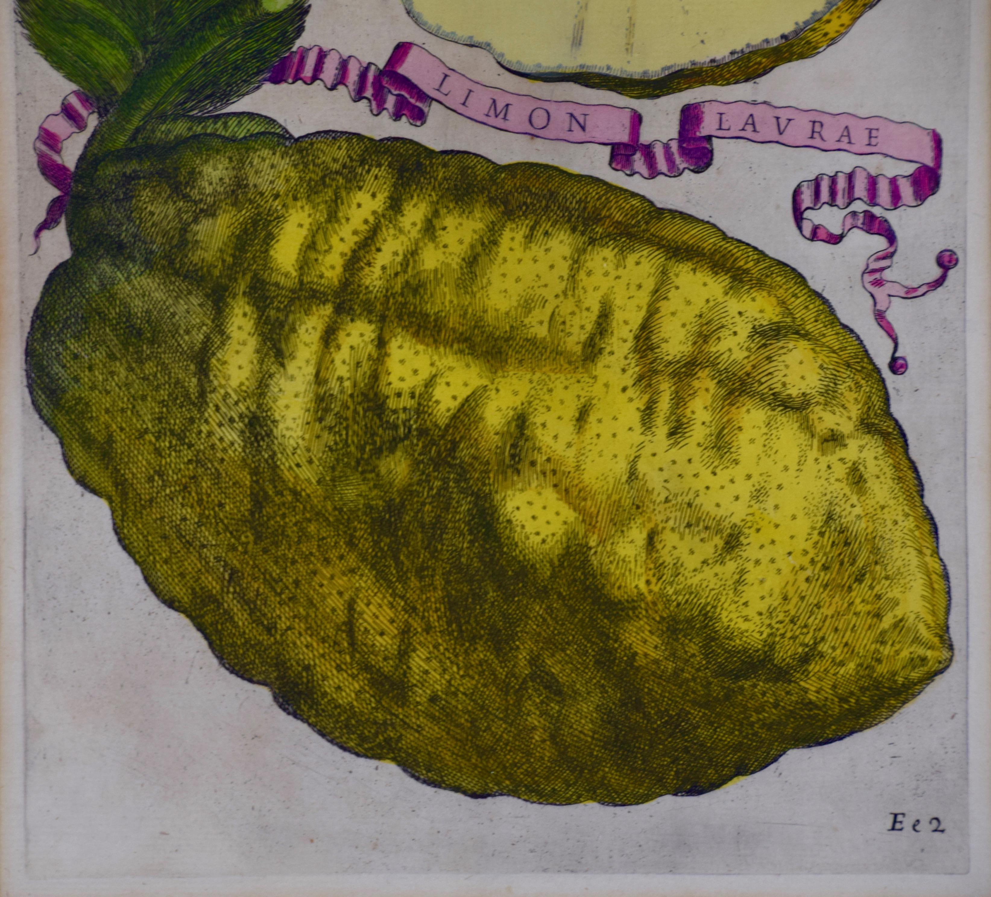 Limón Lavrae: Grabado coloreado a mano de la anatomía del limón del siglo XVII por G. Ferrari - Still-Life Print Marrón de Giovanni Battista Ferrari