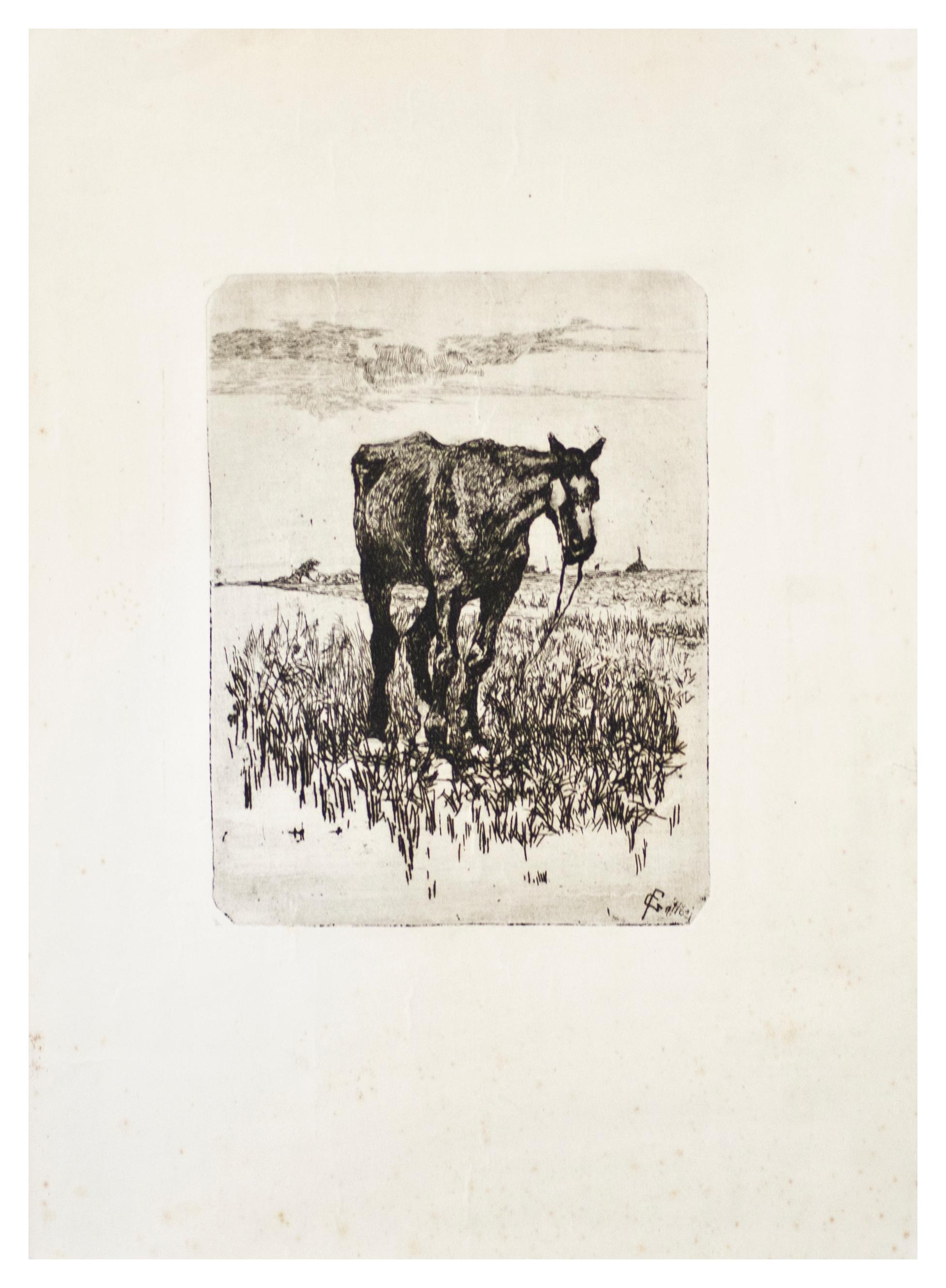 Dimensioni dell'immagine: 20,2 x 15,3 cm.

Il Vecchio Cavallo è una superba acquaforte originale (su matrice di rame) su carta, firmata sulla lastra dal maestro macchiaiolo italiano Giovanni Fattori (Livorno, 1825 - Firenze, 1908).

Firmato sul