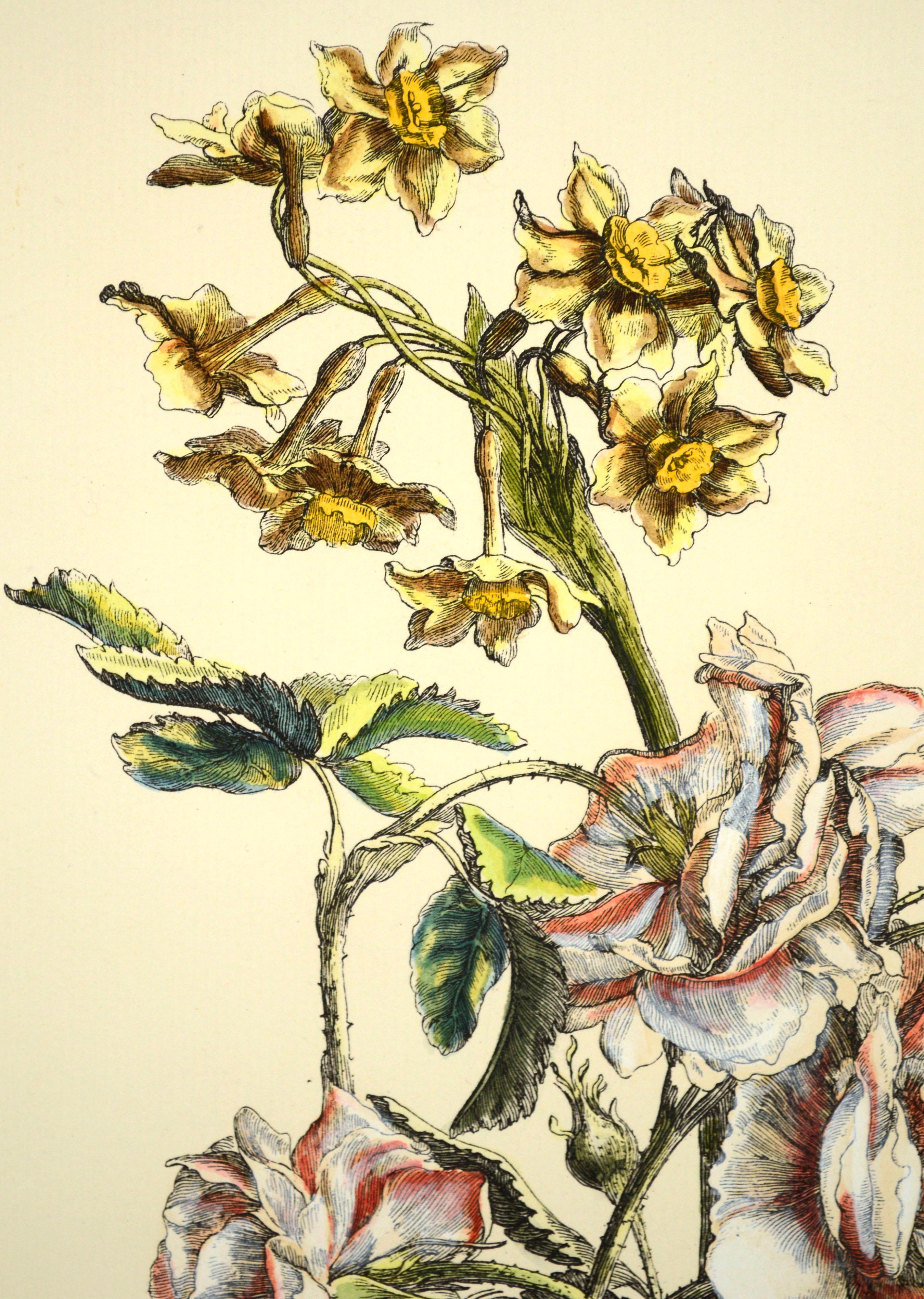 Grabado botánico italiano antiguo, edición 7/8 según Giovanni Giacomo de' Rossi 3