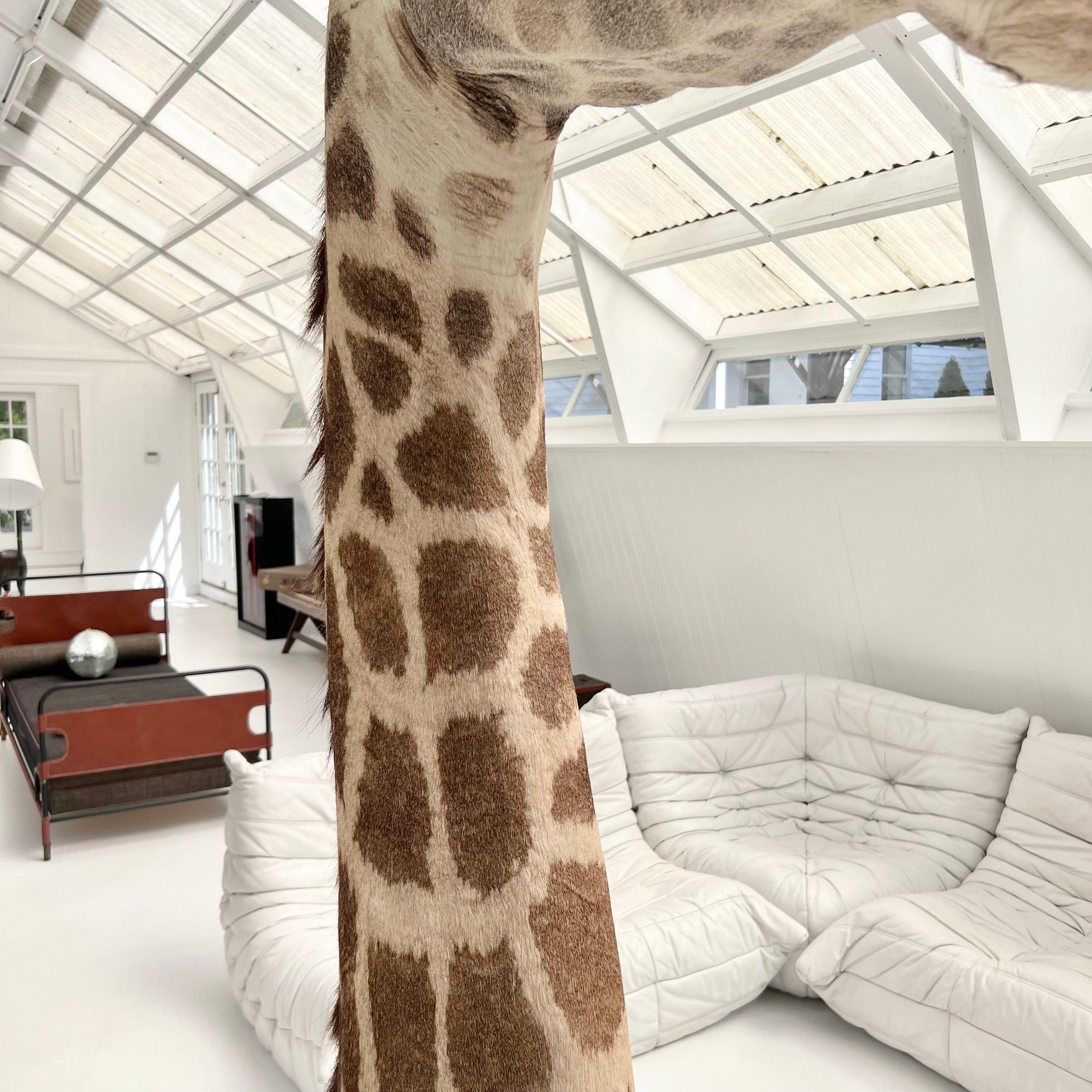 Giraffe Taxidermy Floor Mount, 1980s For Sale 4