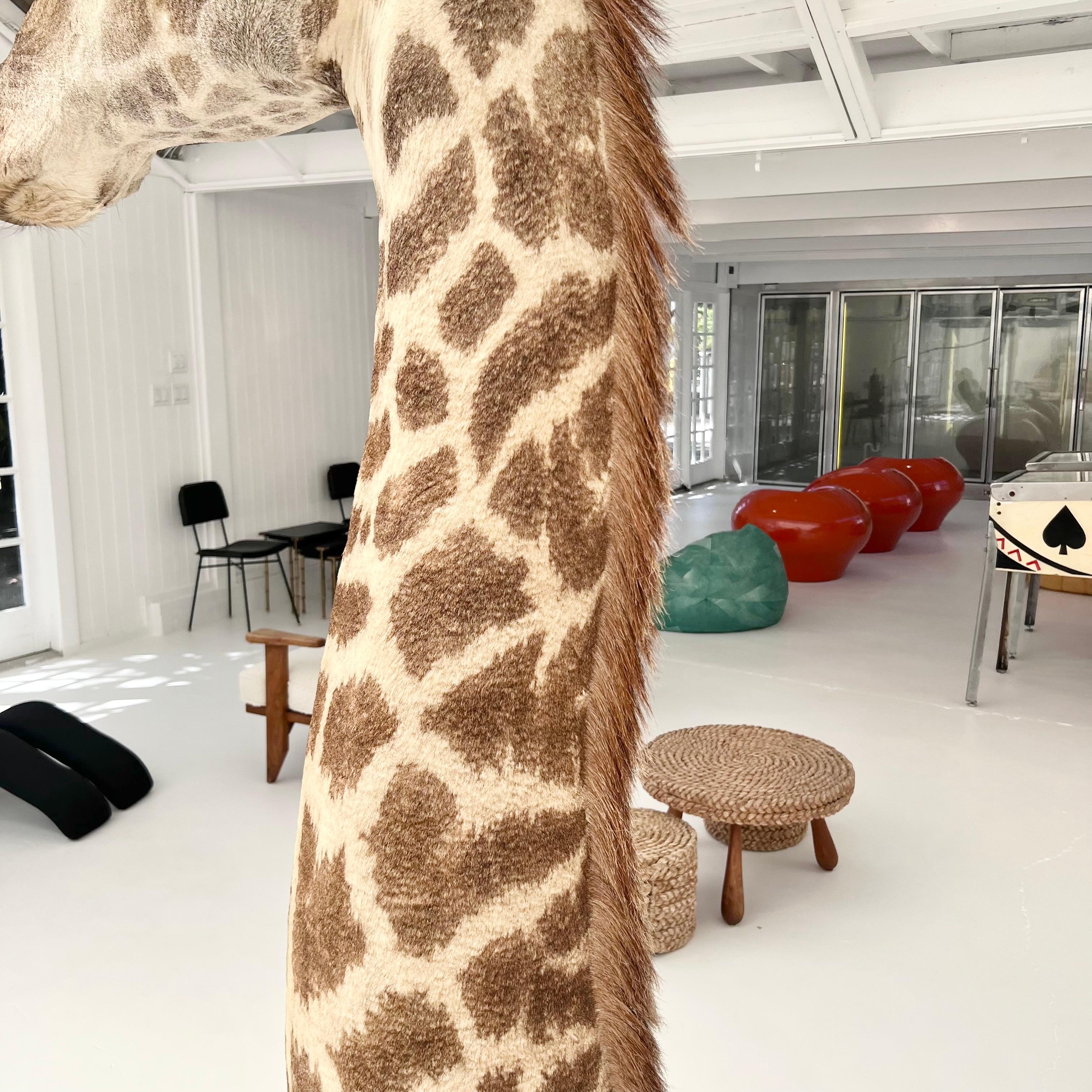 Giraffe Taxidermy Floor Mount, 1980s For Sale 8