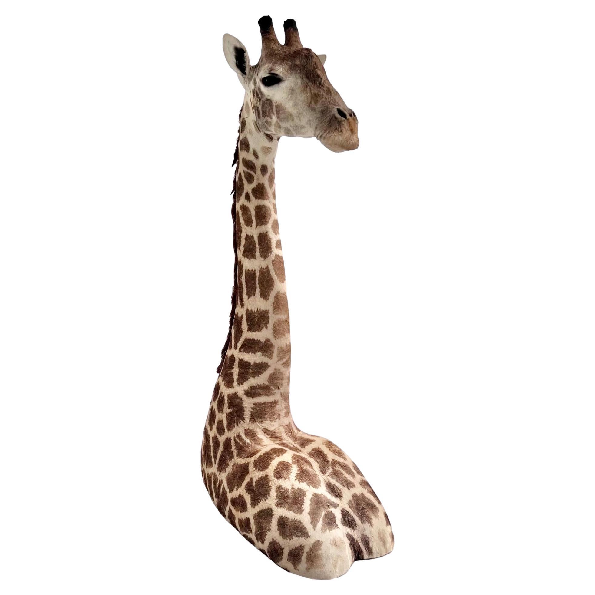Majestic vintage Giraffe taxidermy mount. Über 1,80 m groß. In sorgfältiger Handarbeit von geschickten Kunsthandwerkern hergestellt, die dafür sorgten, dass jedes Detail in Perfektion festgehalten wurde.

Diese Halterung ist ein einzigartiger und