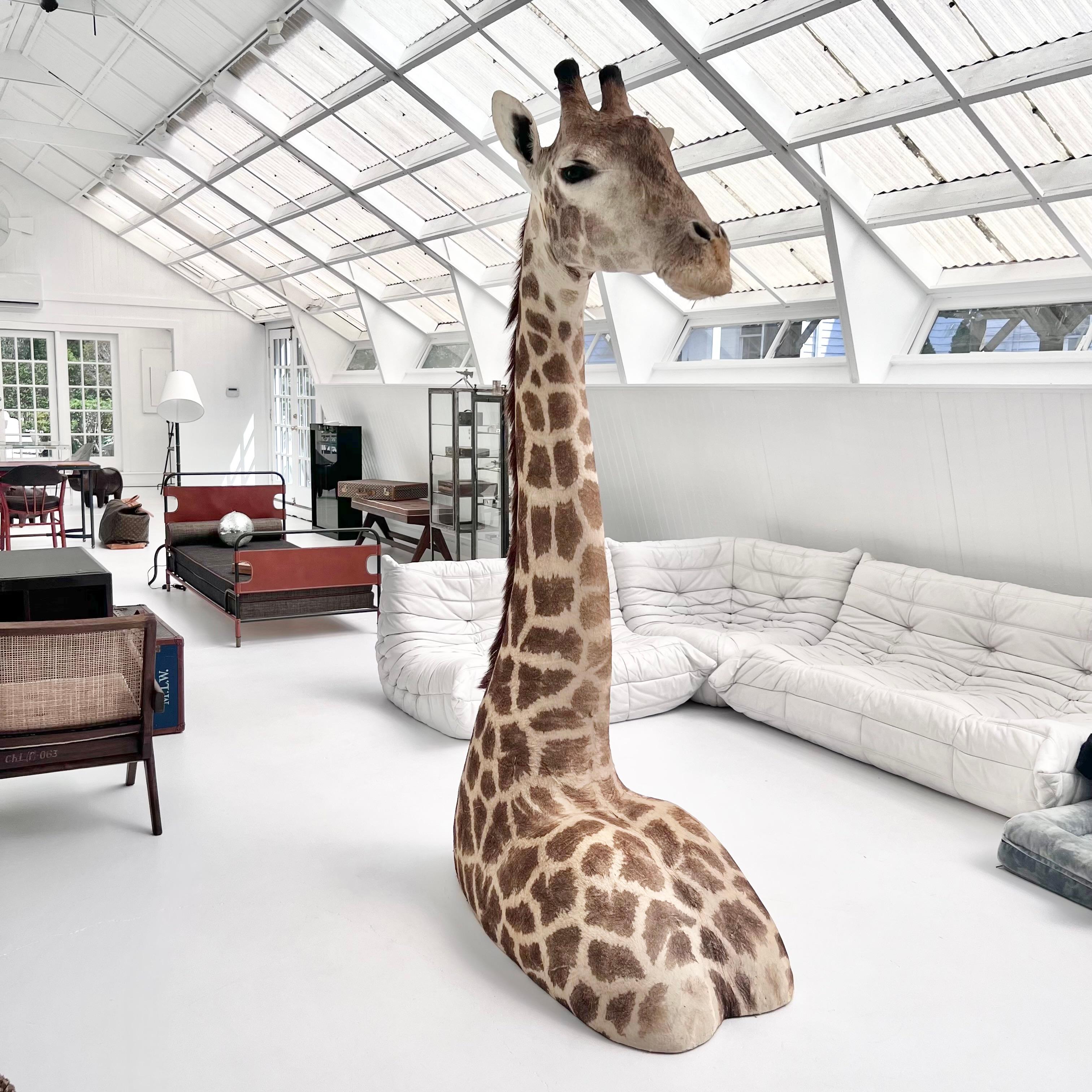 Fur Giraffe Taxidermy Floor Mount, 1980s For Sale