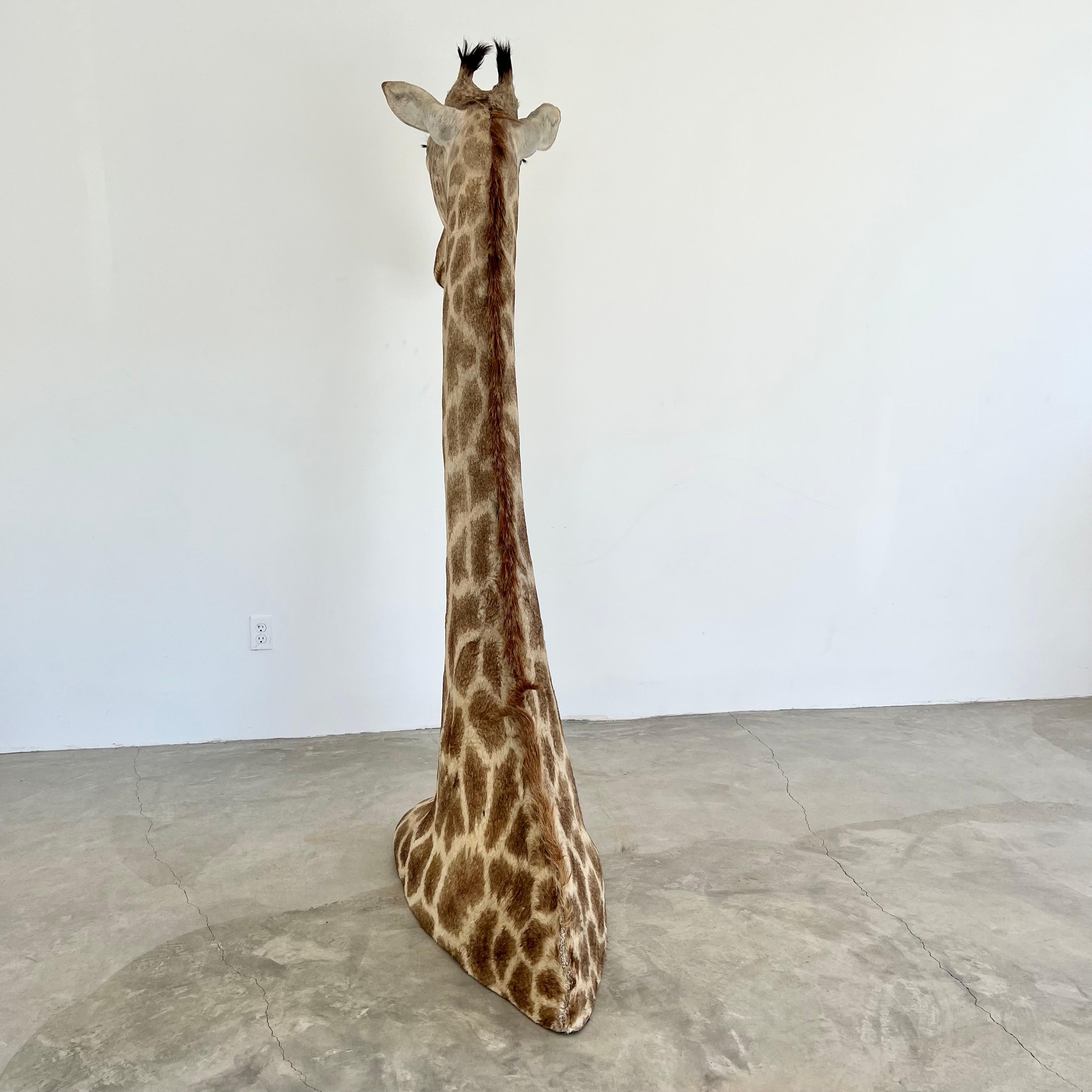 Giraffe Taxidermy Mount, 1970s For Sale 1