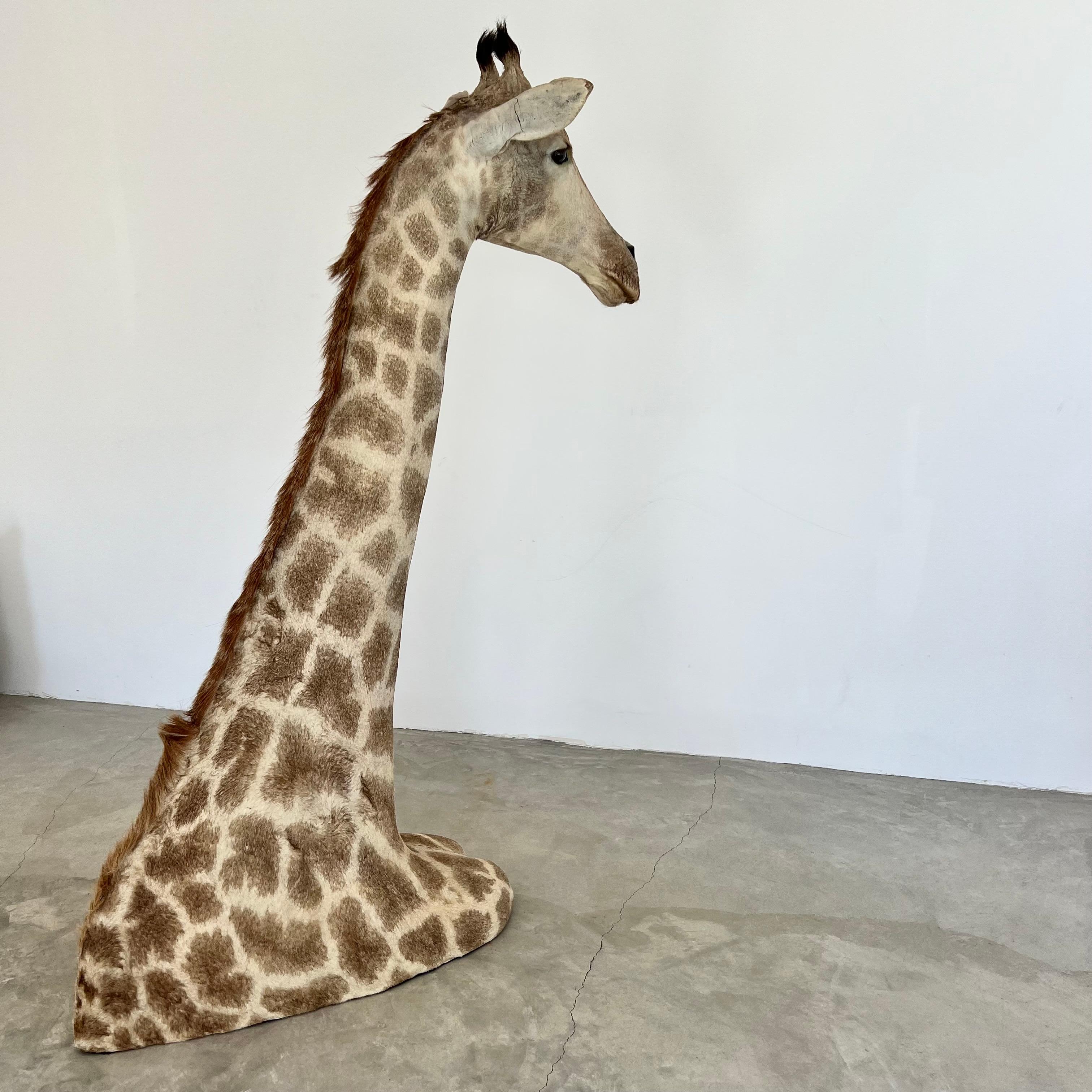 Giraffe Taxidermy Mount, 1970s For Sale 2