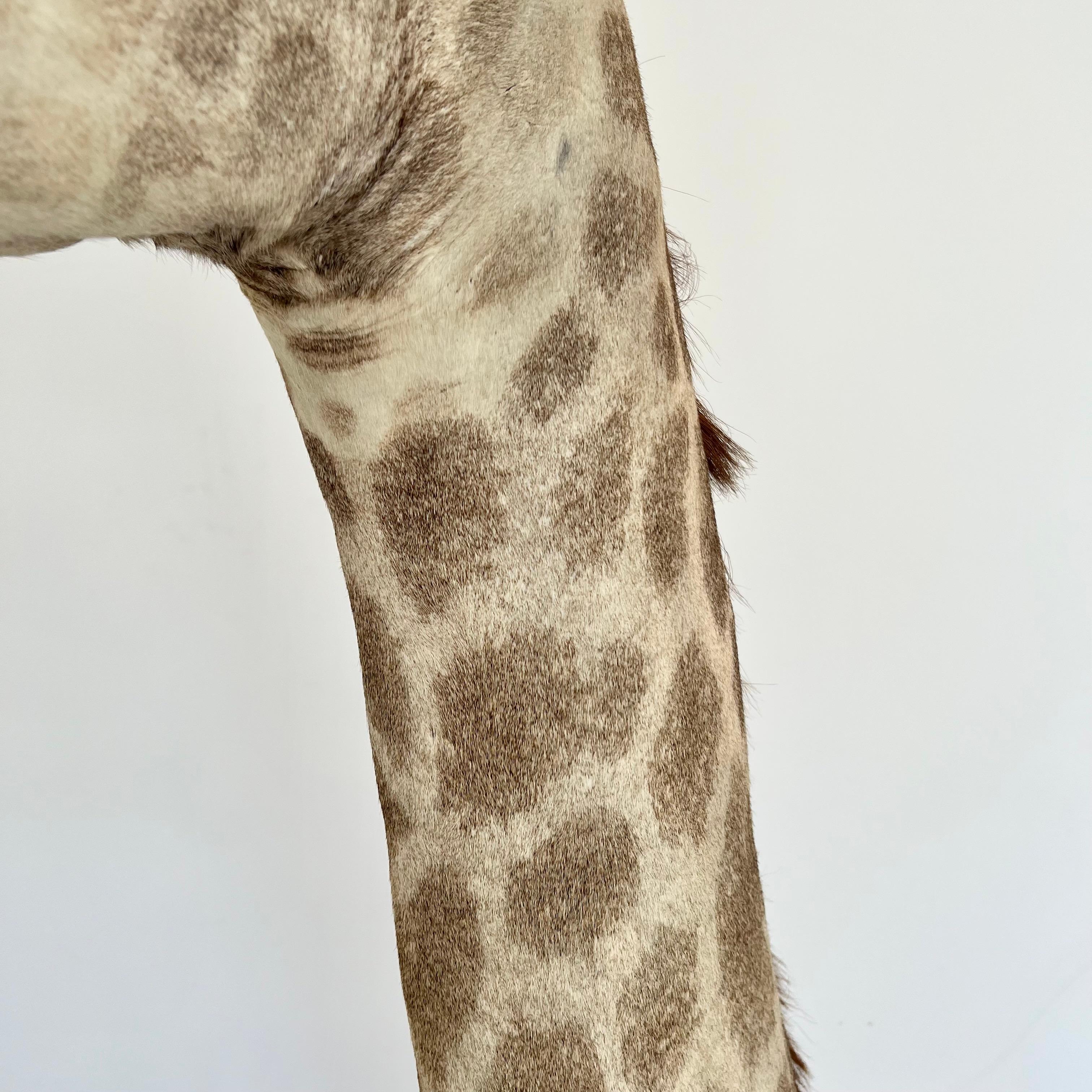 Giraffe Taxidermy Mount, 1970s For Sale 3