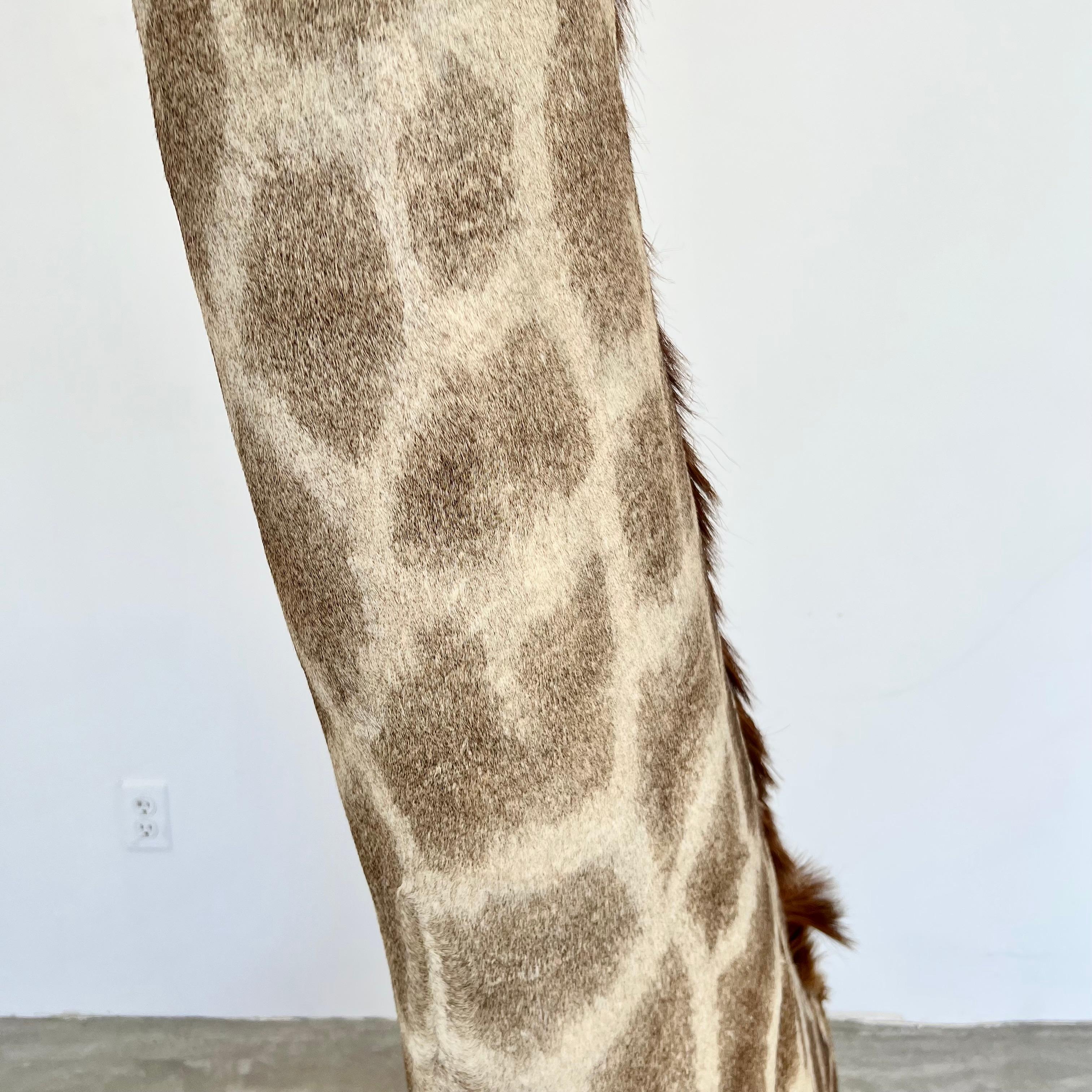 Giraffe Taxidermy Mount, 1970s For Sale 4