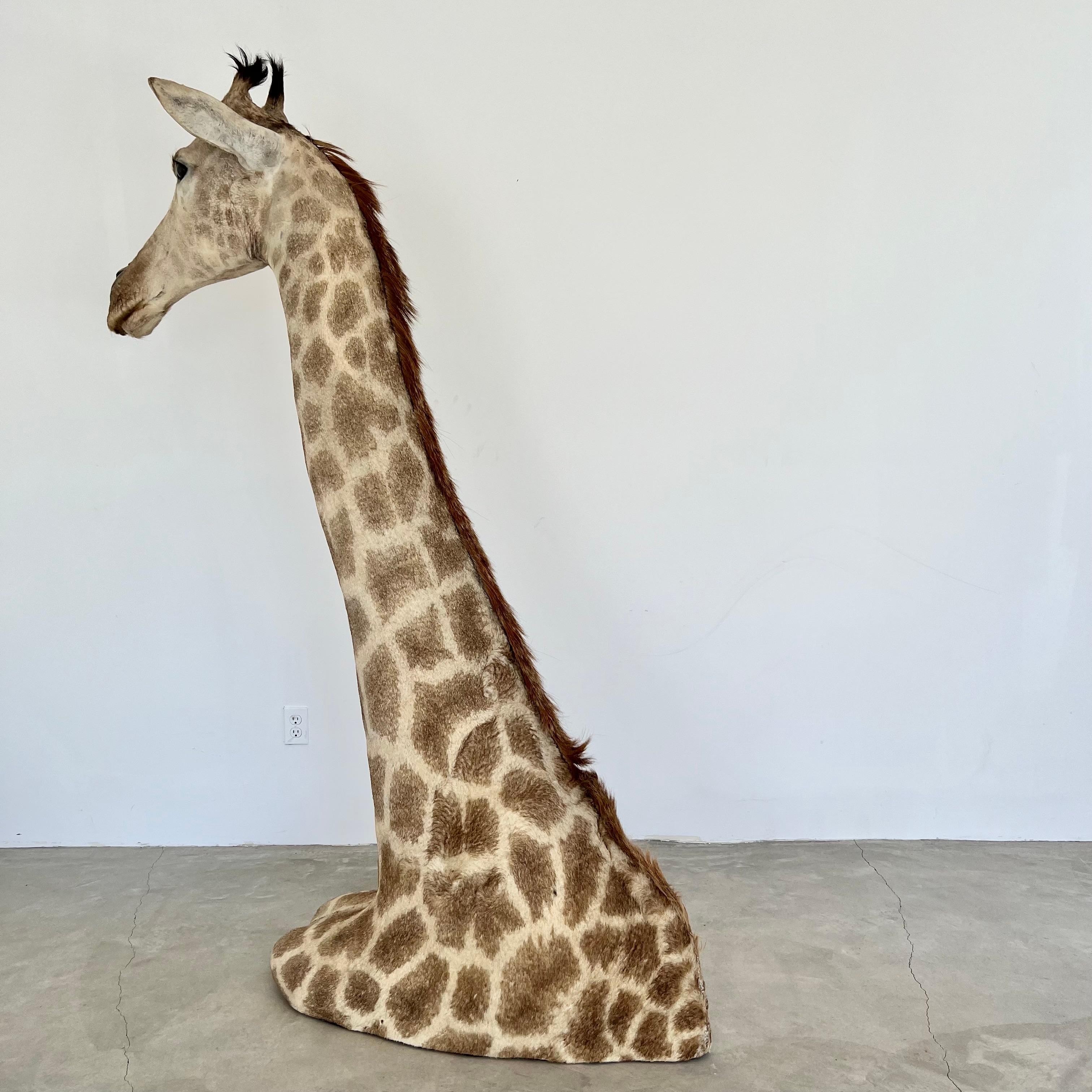 Giraffe Taxidermy Mount, 1970s For Sale 6