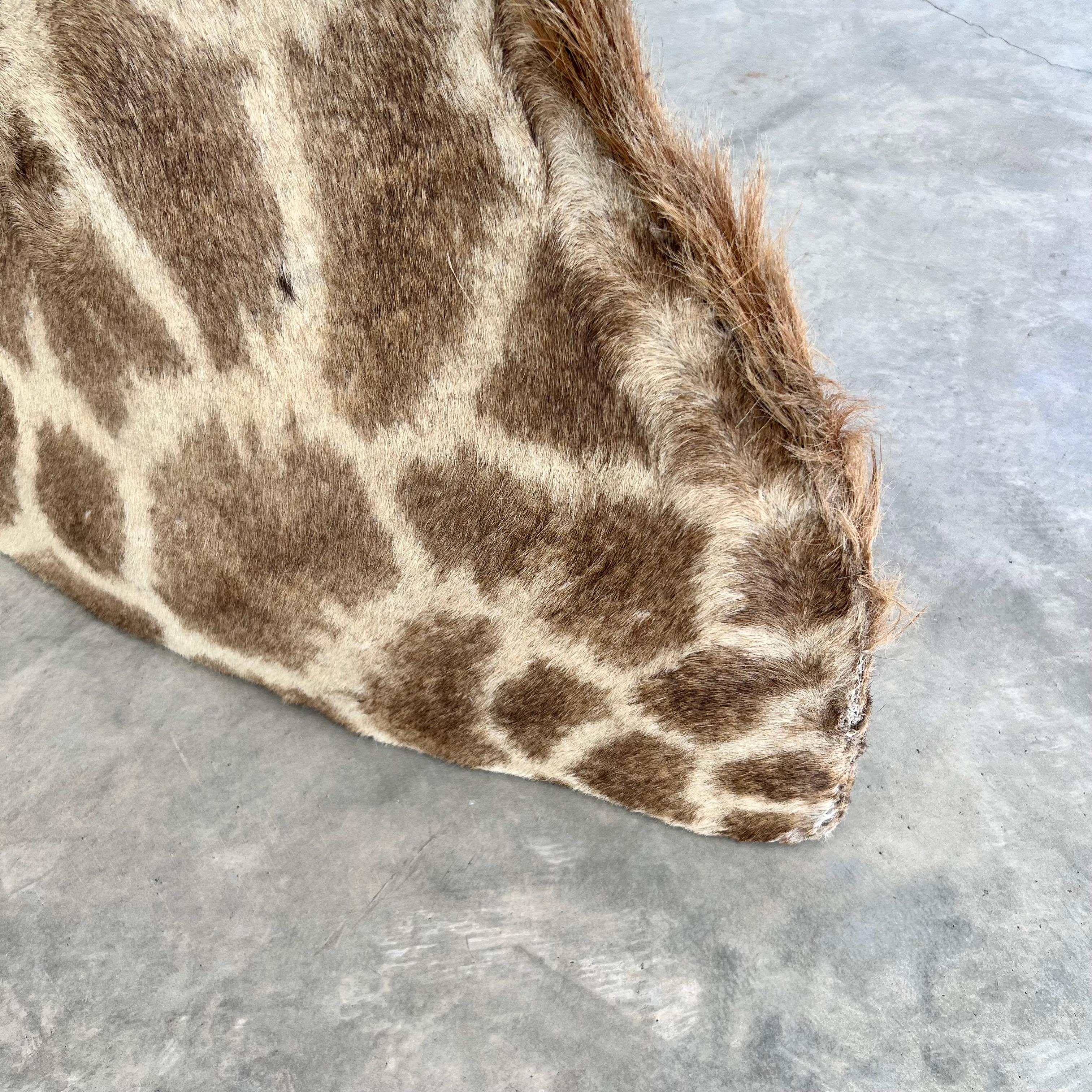 Giraffe Taxidermy Mount, 1970s For Sale 8