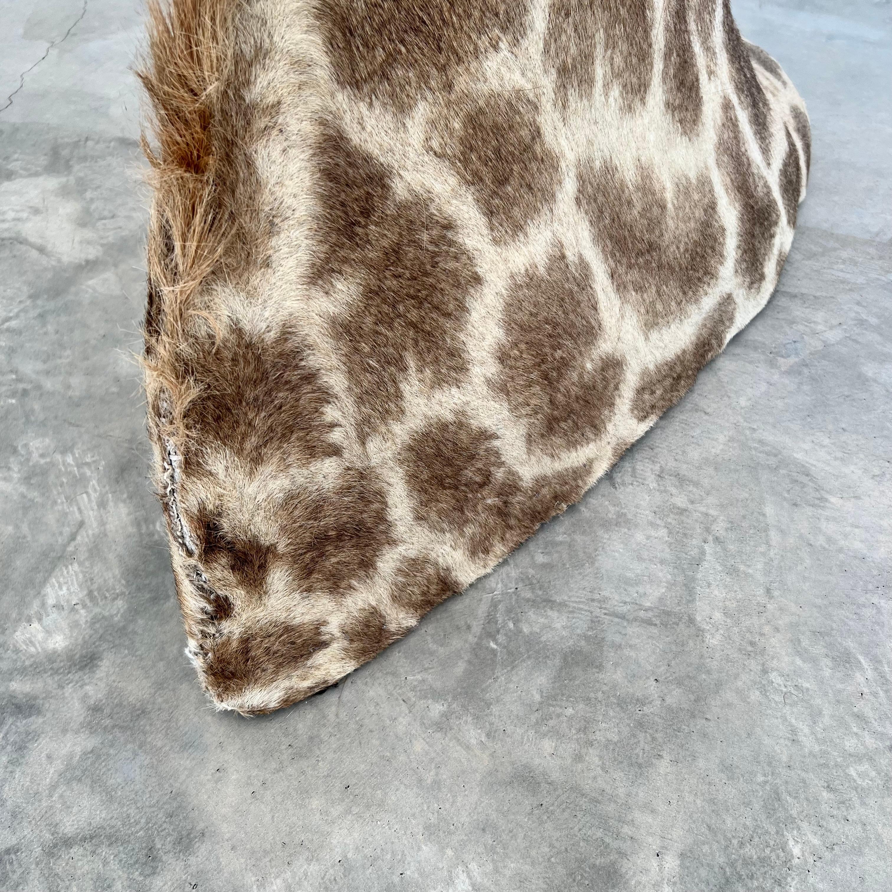 Giraffe Taxidermy Mount, 1970s For Sale 9