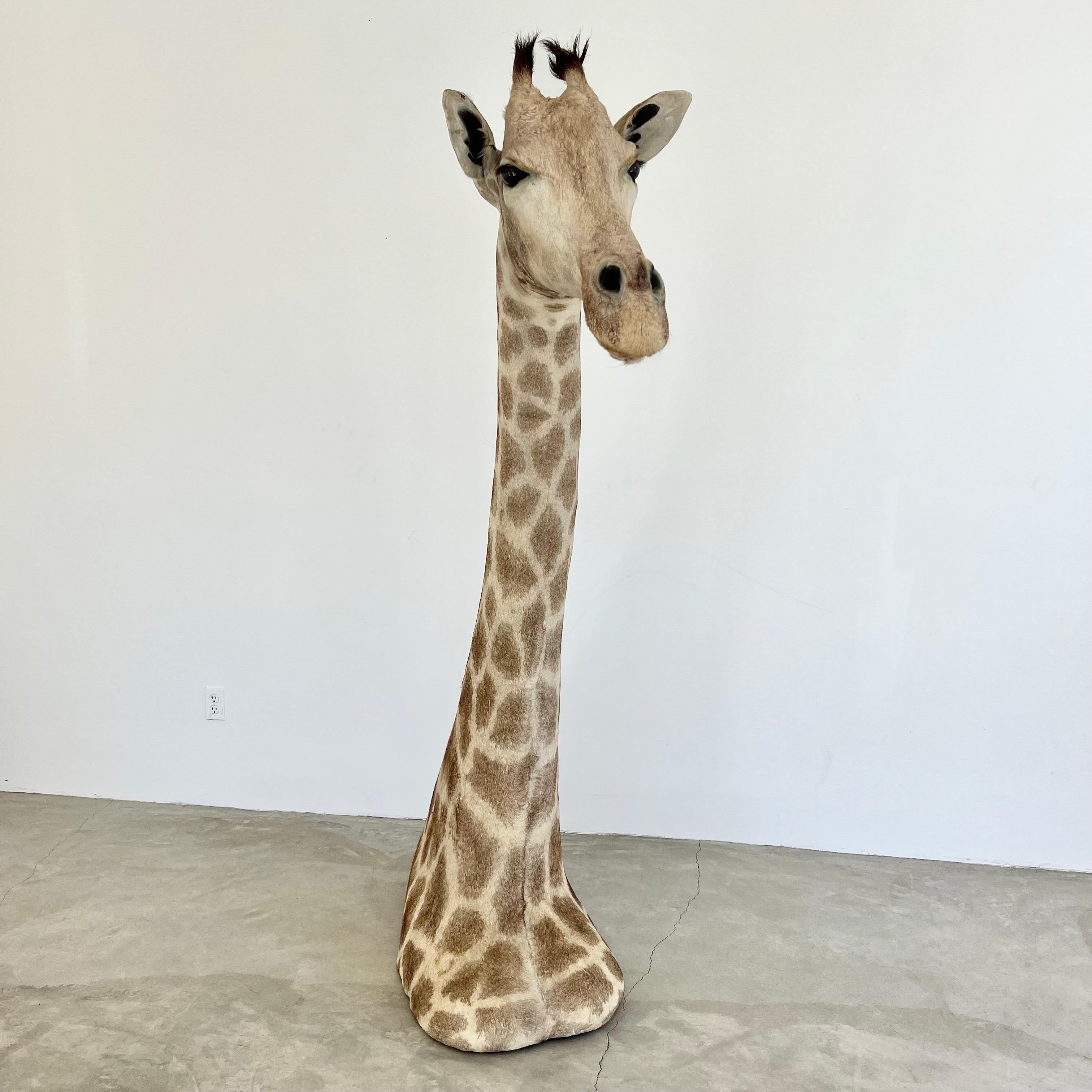 Stunning Giraffe taxidermy mount. Just over 7 feet tall. Beautiful expression to face. Overwhelming presence in the room. Good coloring to fur and good vintage condition with some wear as shown. Presents beautifully.