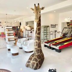 Giraffe Taxidermy Mount, 1970s