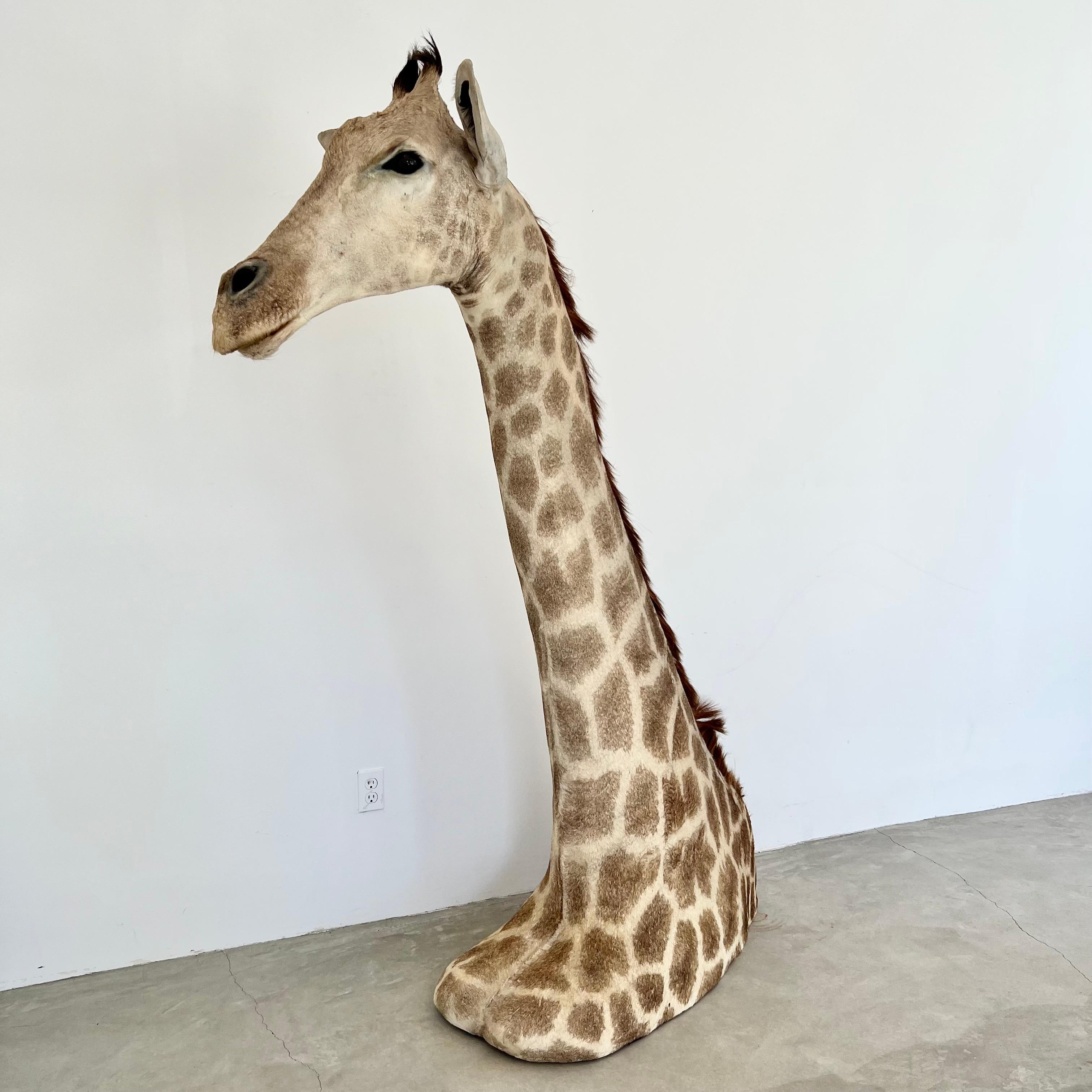 taxidermy giraffe