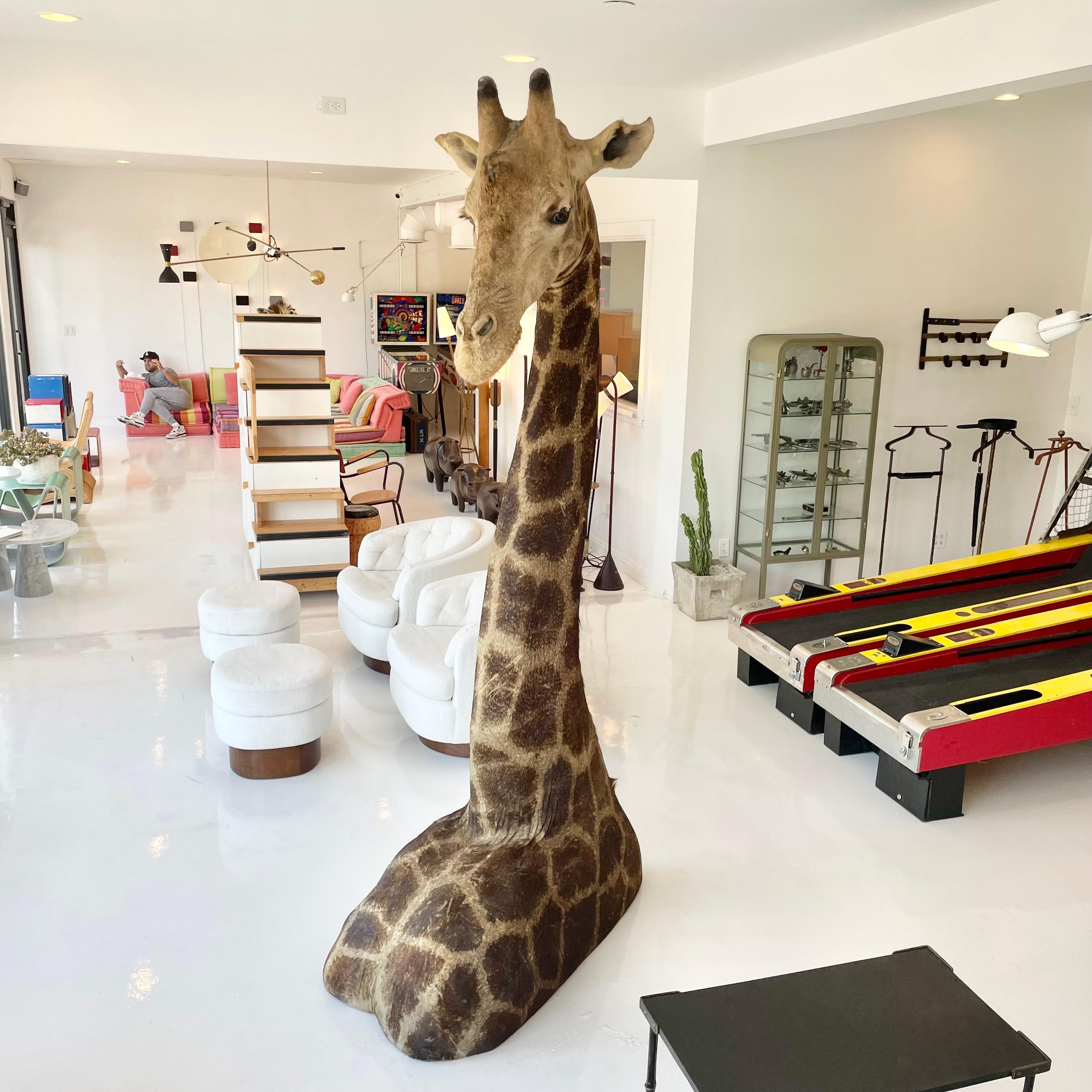 giraffe mount