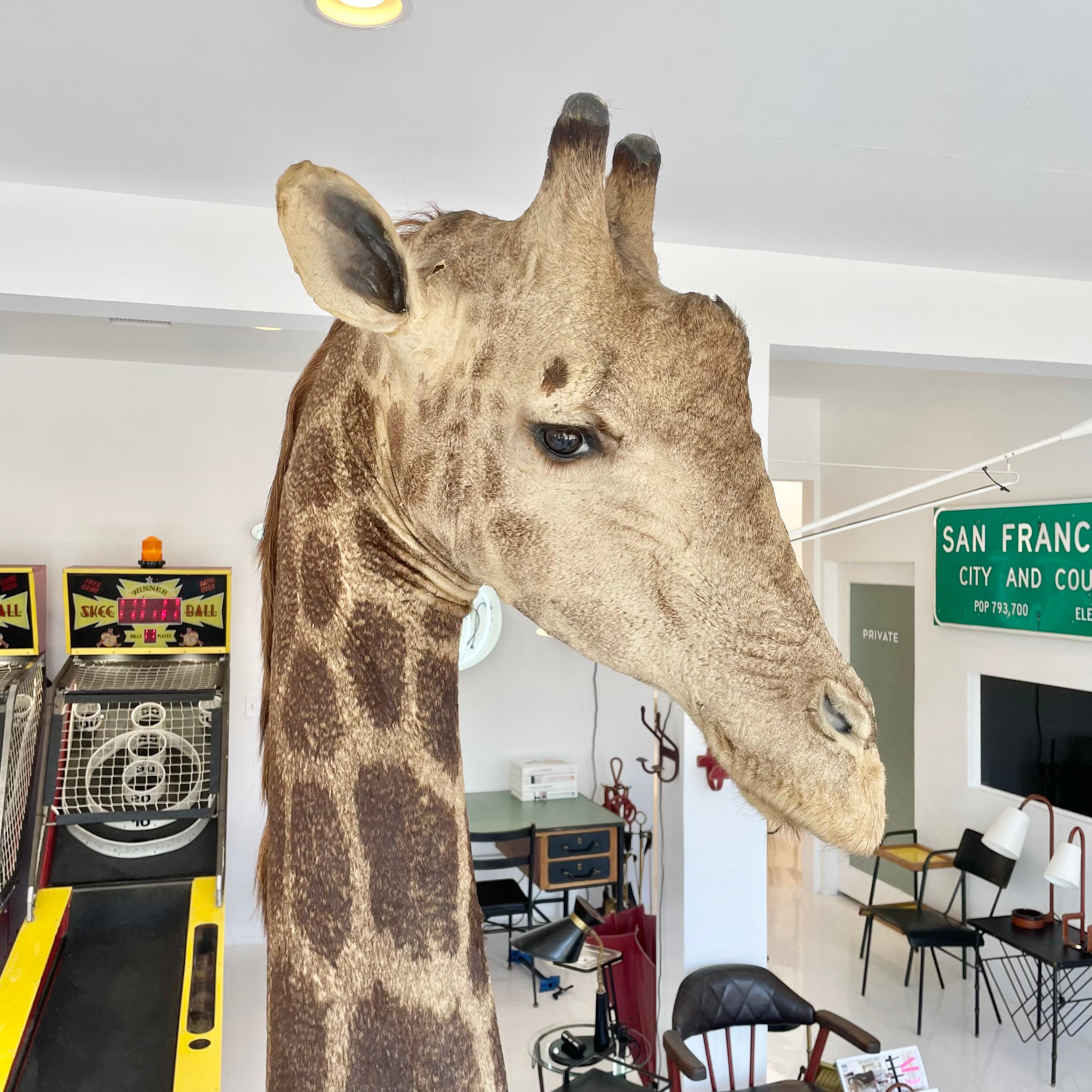 giraffe head mount