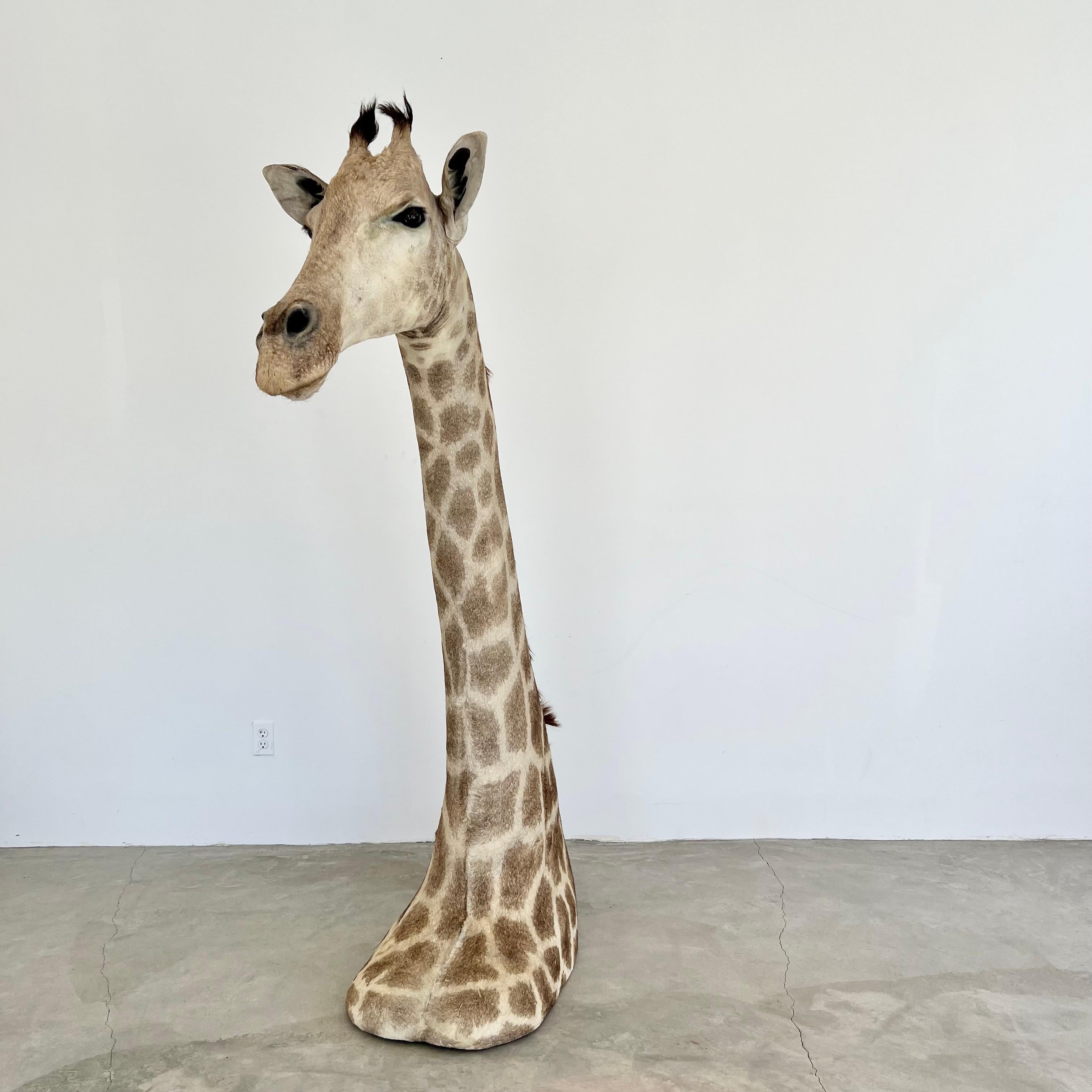 American Giraffe Taxidermy Mount, 1970s For Sale