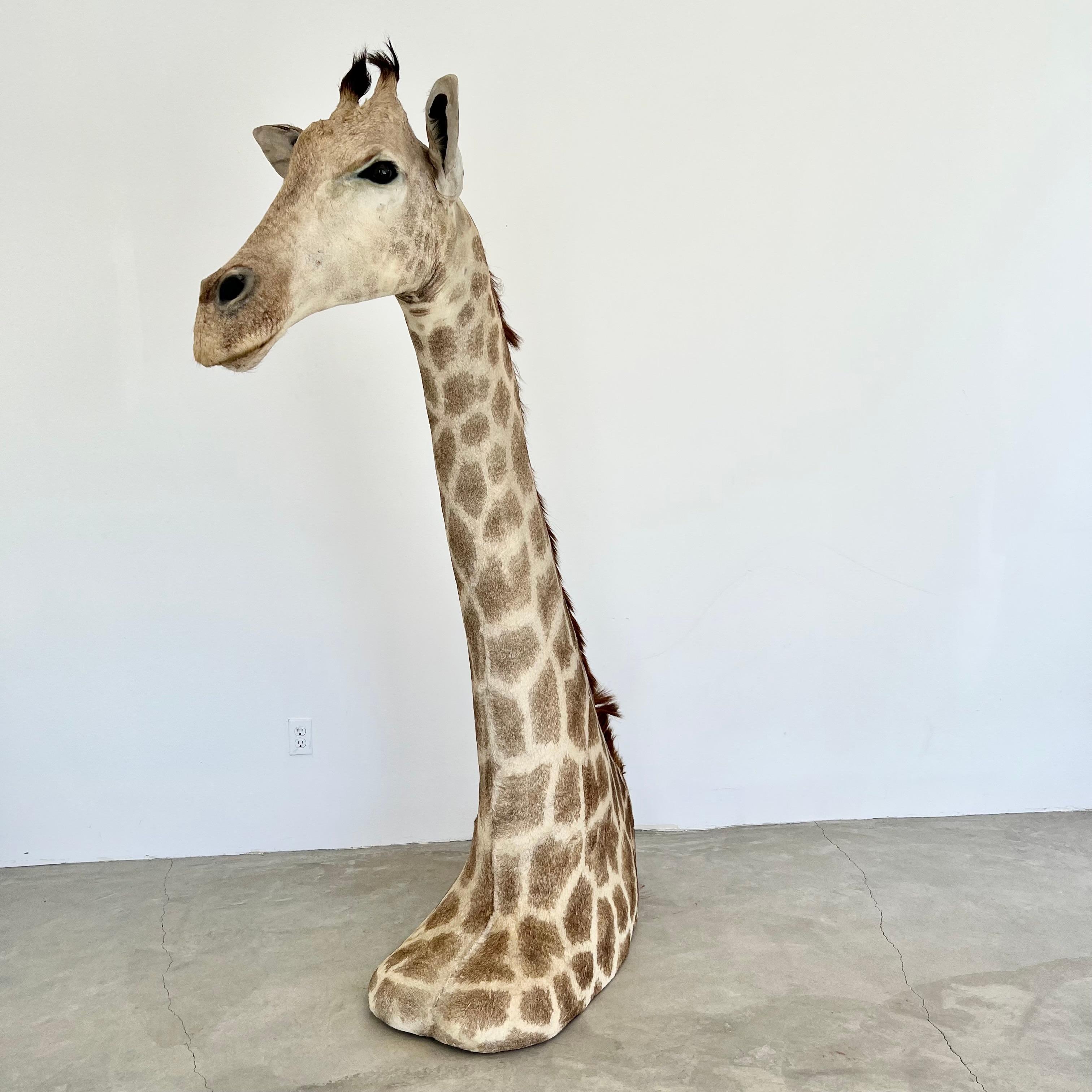 Giraffe Taxidermy Mount, 1970s In Good Condition For Sale In Los Angeles, CA