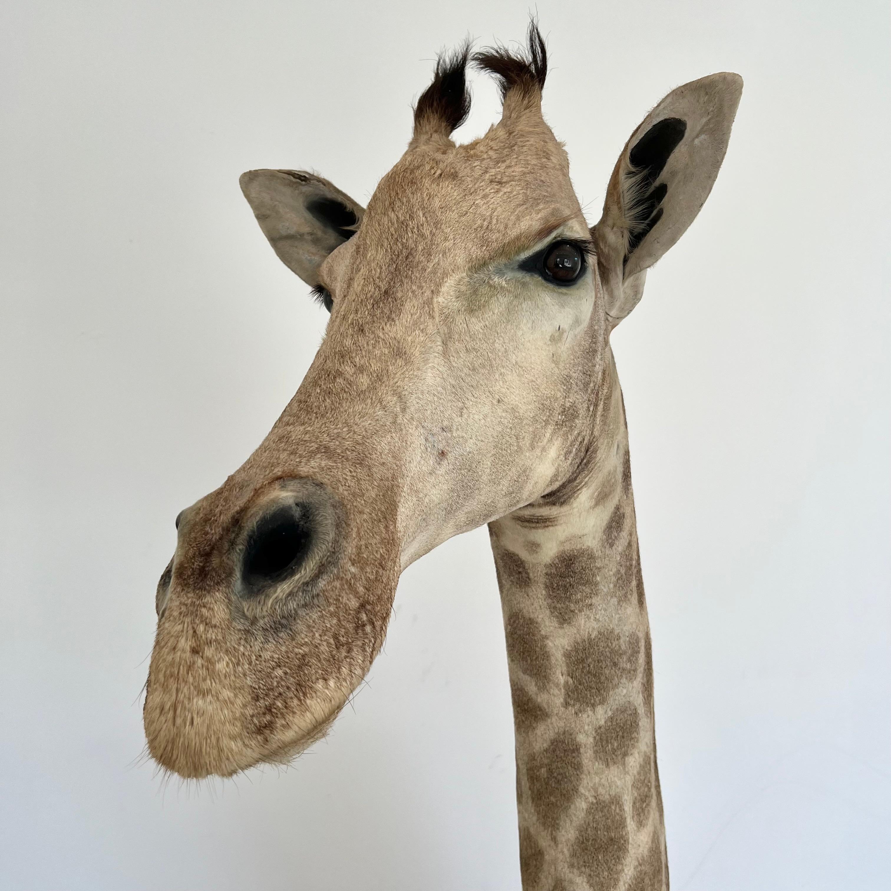 Late 20th Century Giraffe Taxidermy Mount, 1970s For Sale