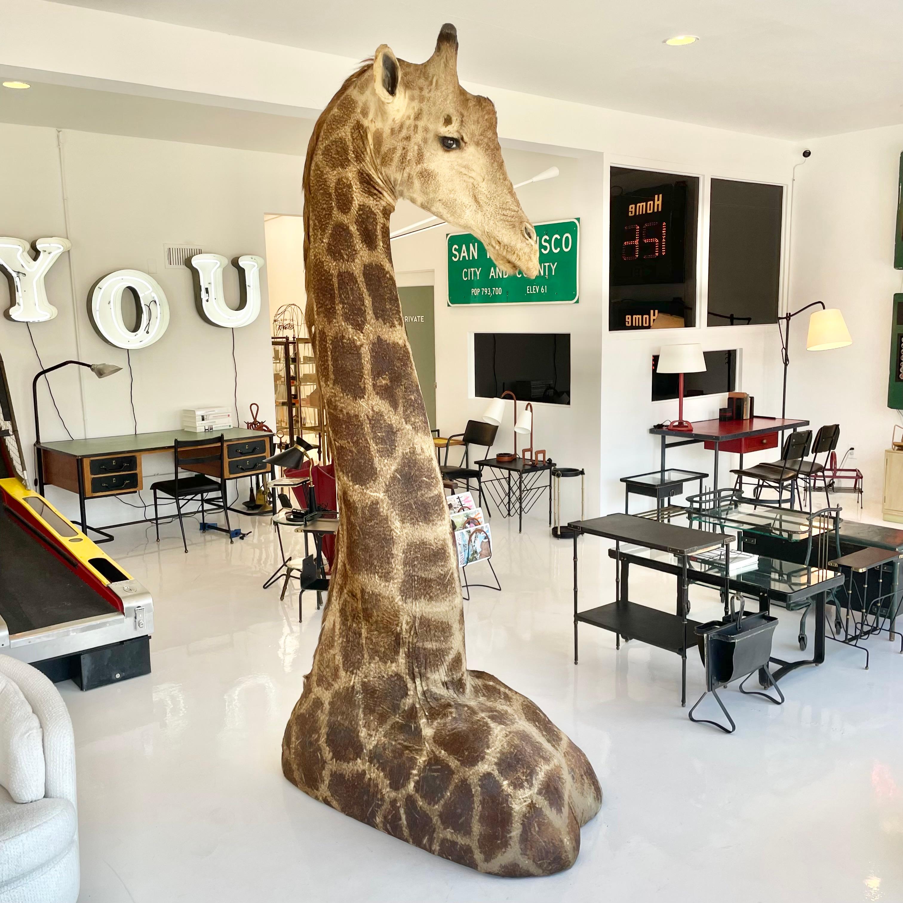 Giraffe Taxidermy Mount, 1970s In Good Condition In Los Angeles, CA