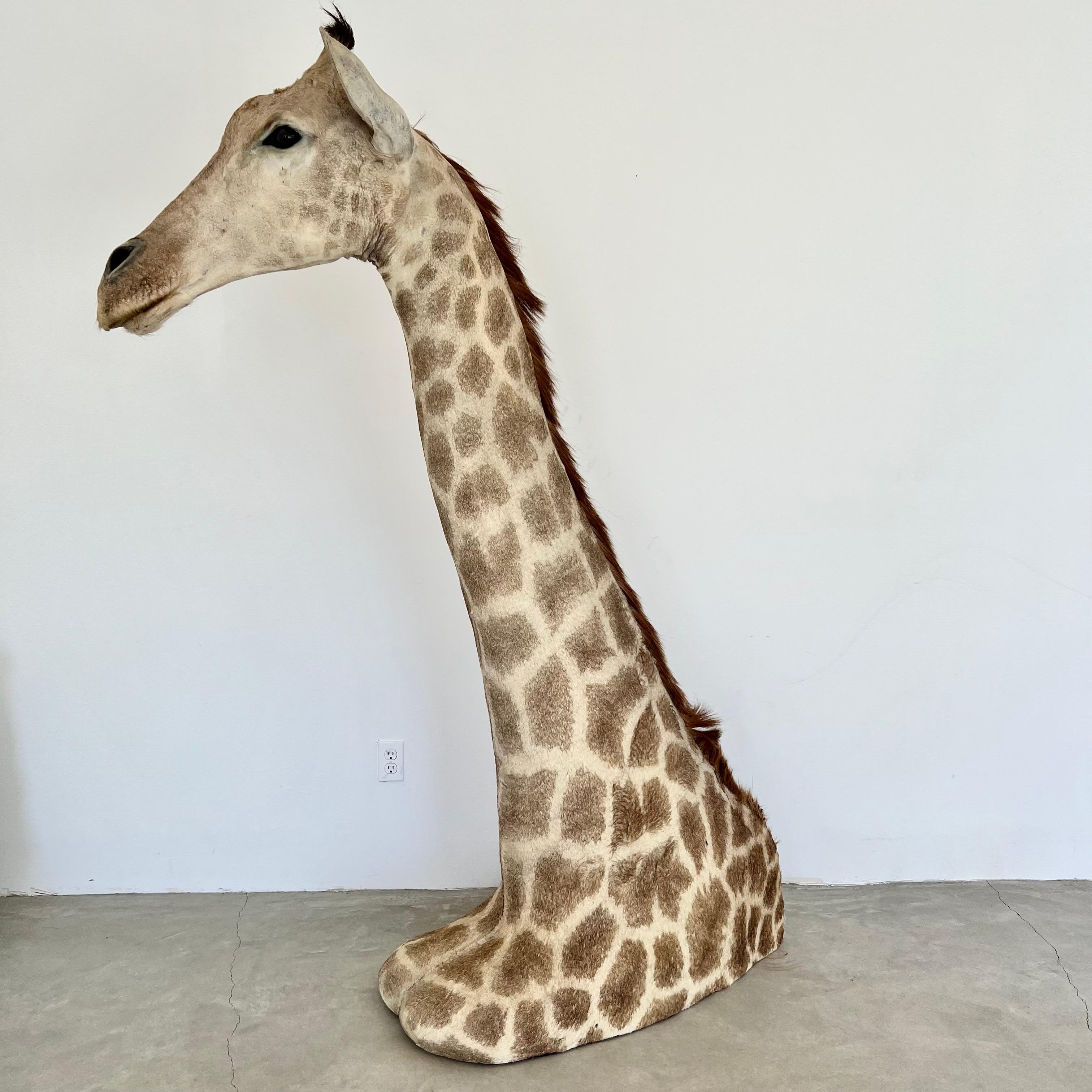 Fur Giraffe Taxidermy Mount, 1970s For Sale