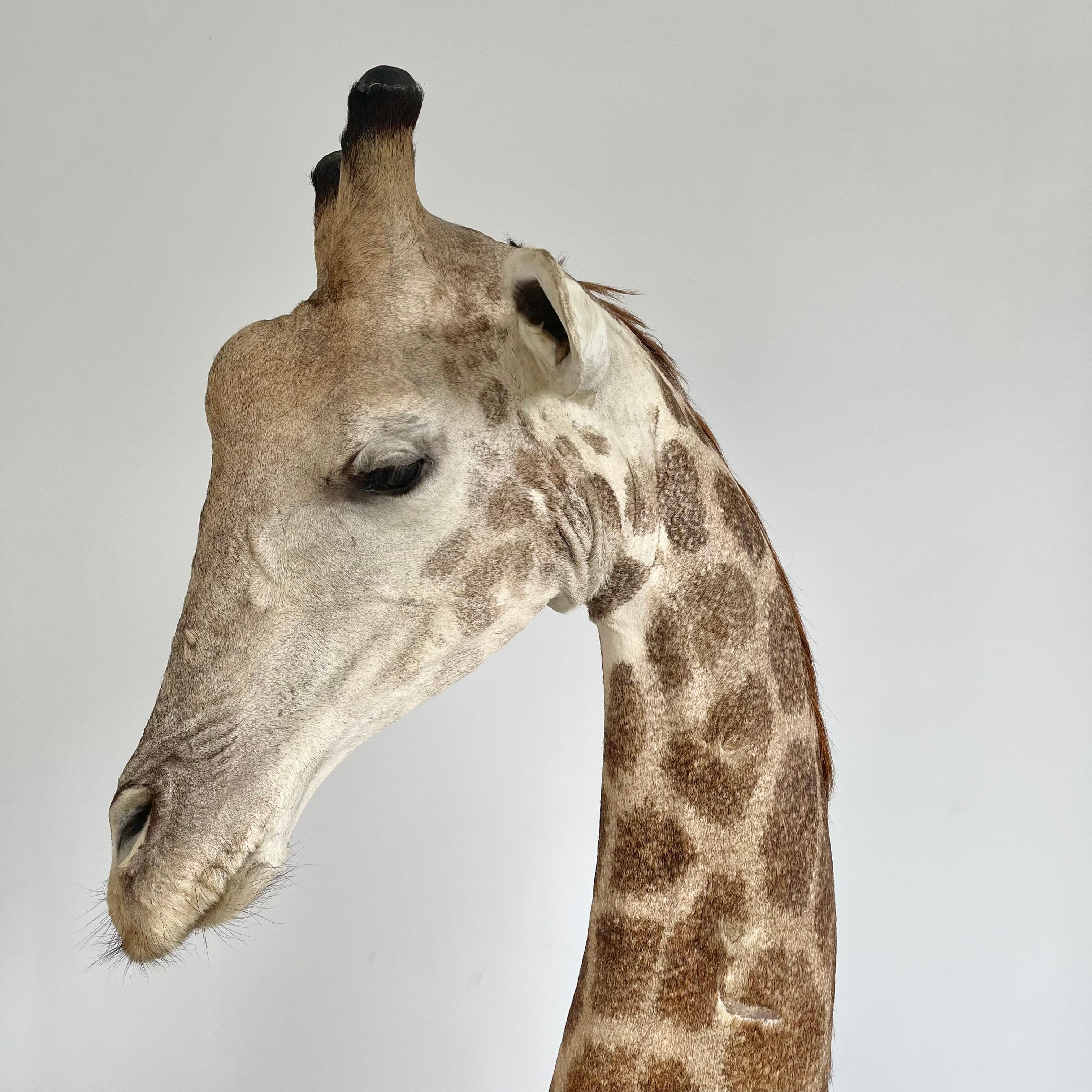 Giraffe Taxidermy Mount, 1970s 2